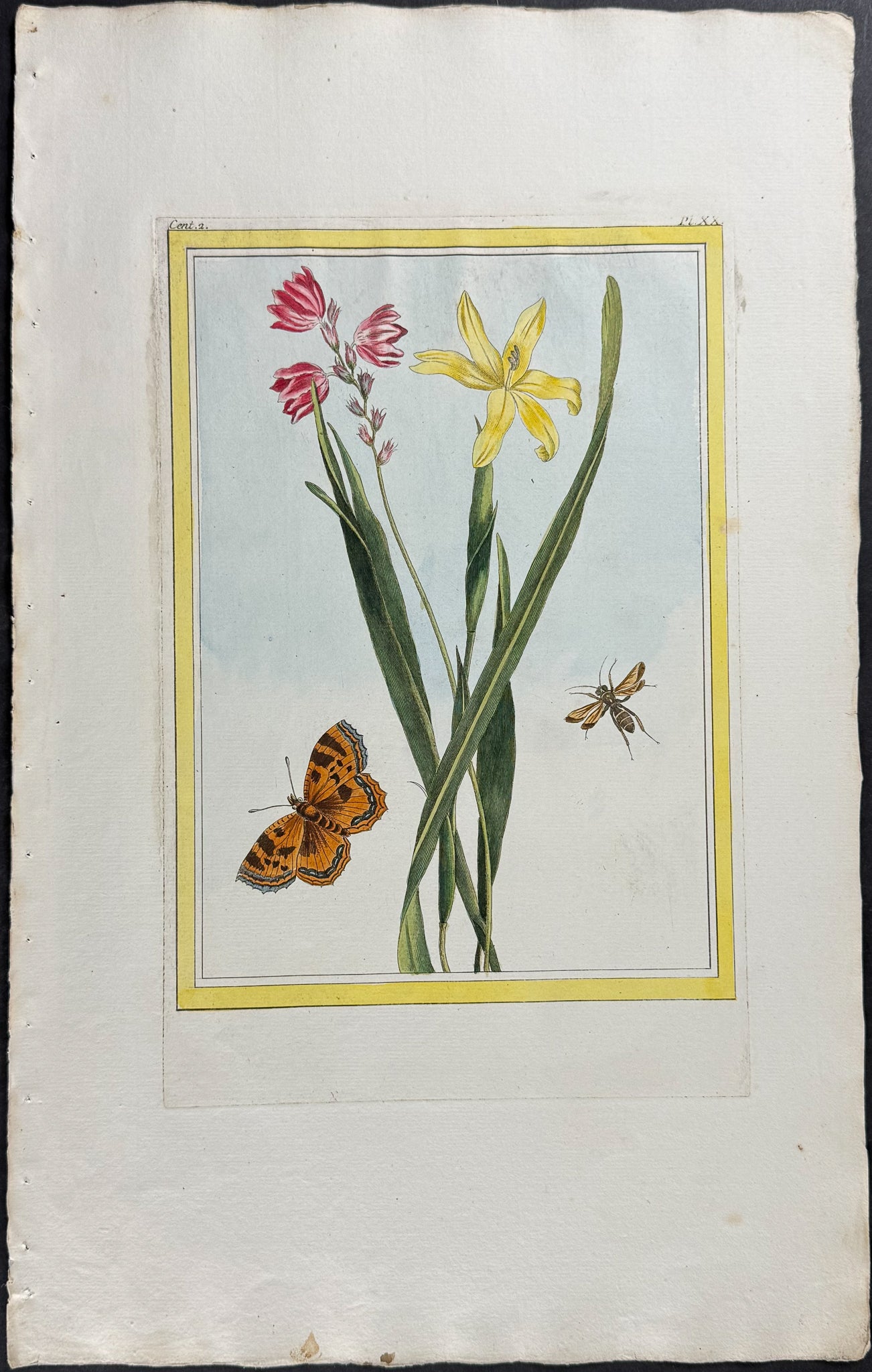 South American Ixia & Butterfly