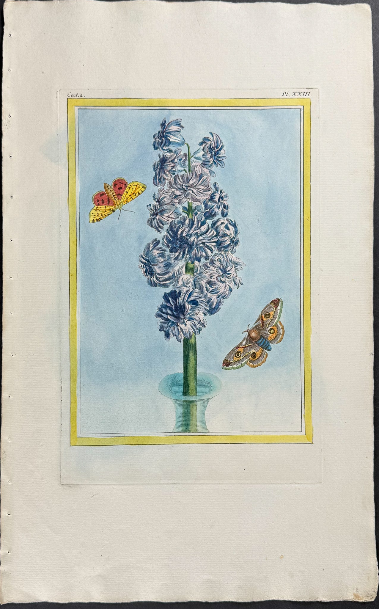 Hyacinth & Moths