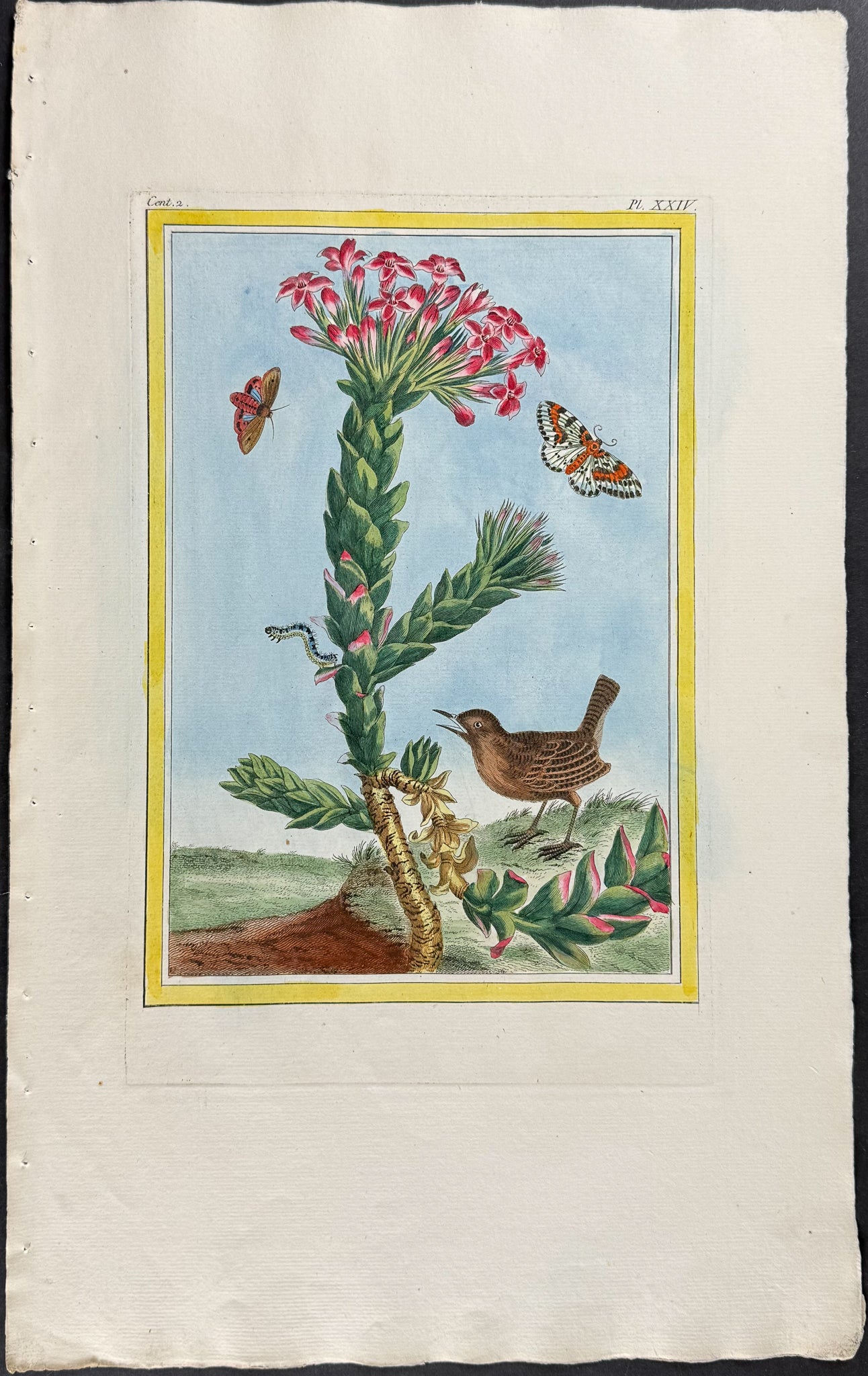 Jade Plant, Moths, & Bird