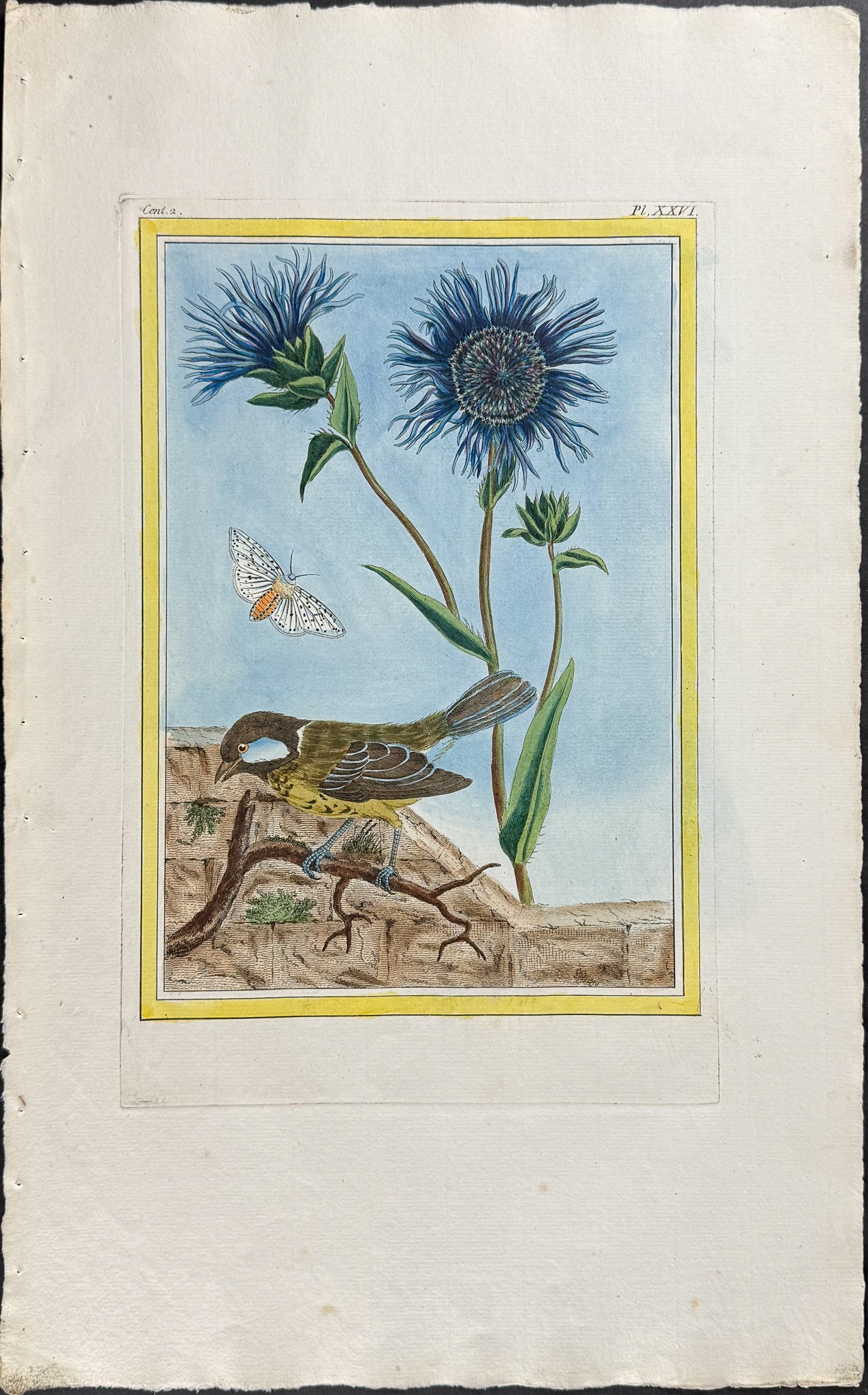 Cornflower, Bird, & Moth