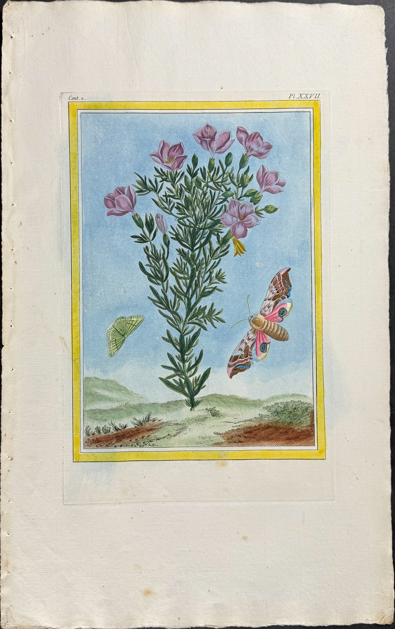 Centaury & Moths