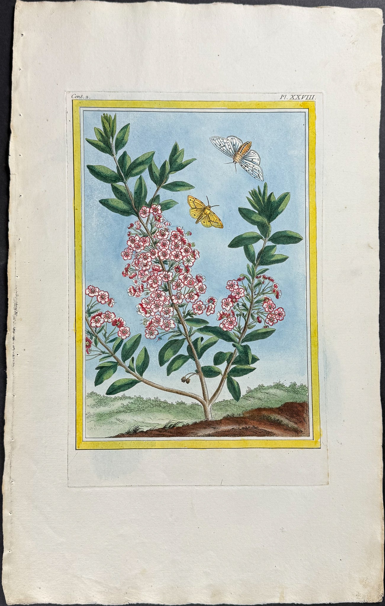 Laurel & Moths