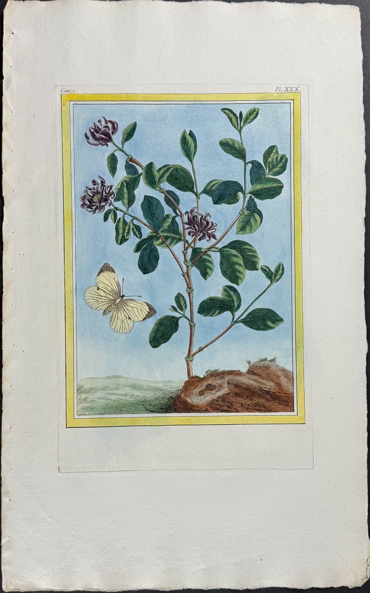 Sweetshrub & Moth