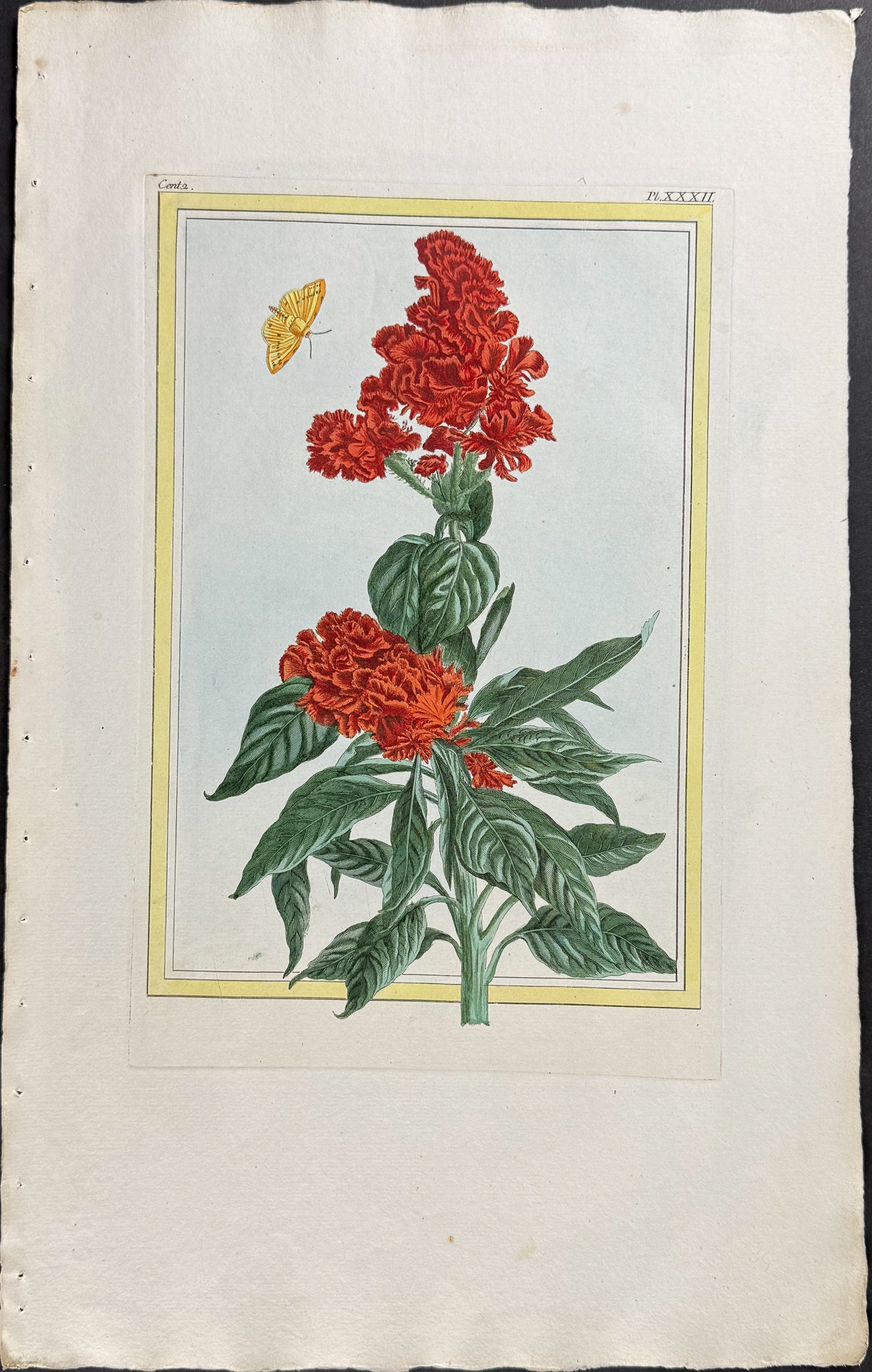 Amaranth & Moth