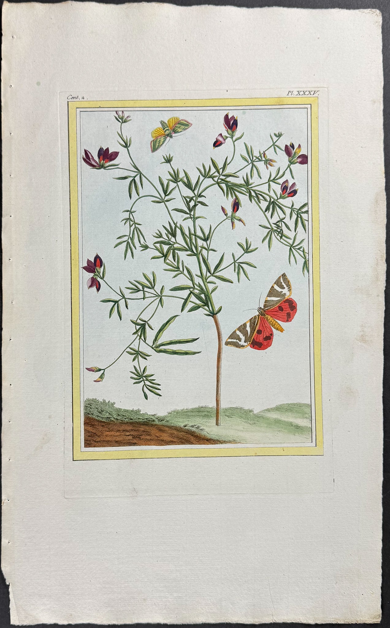Black-flowered Lotus & Moths