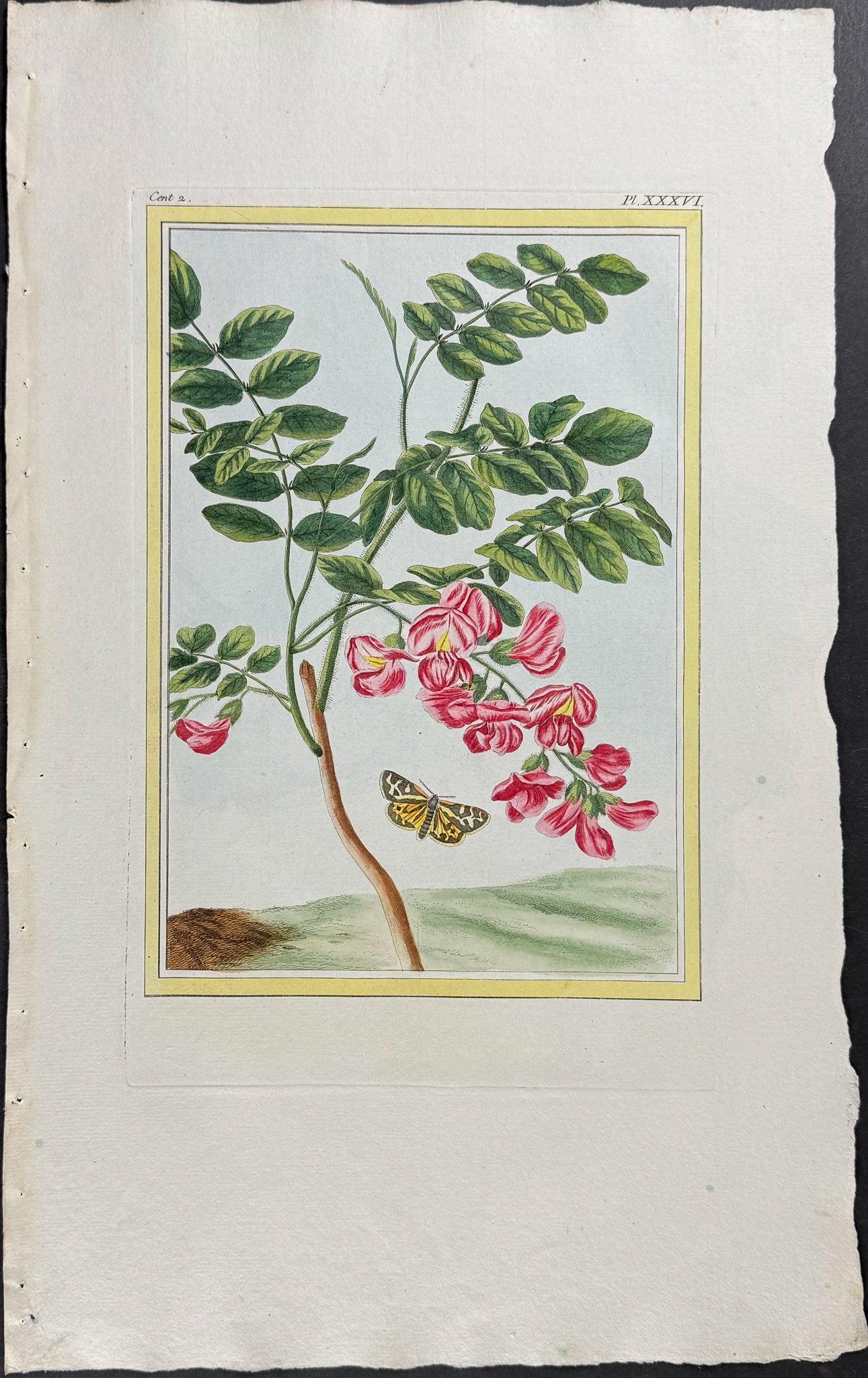 Robinia Tree & Moth