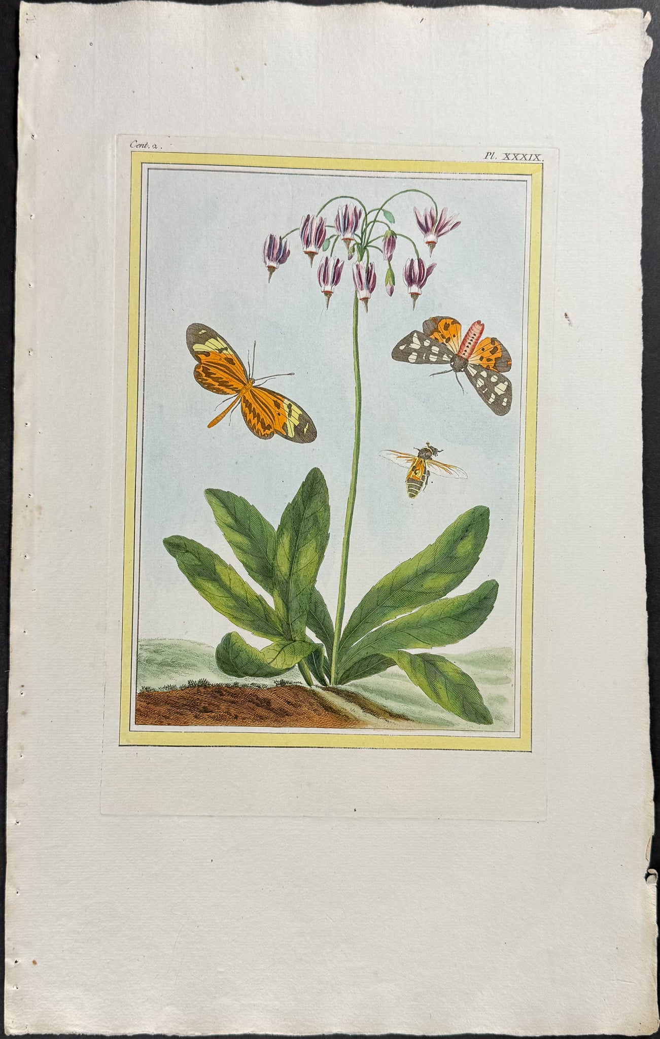 Botanical, Moths, & Insect