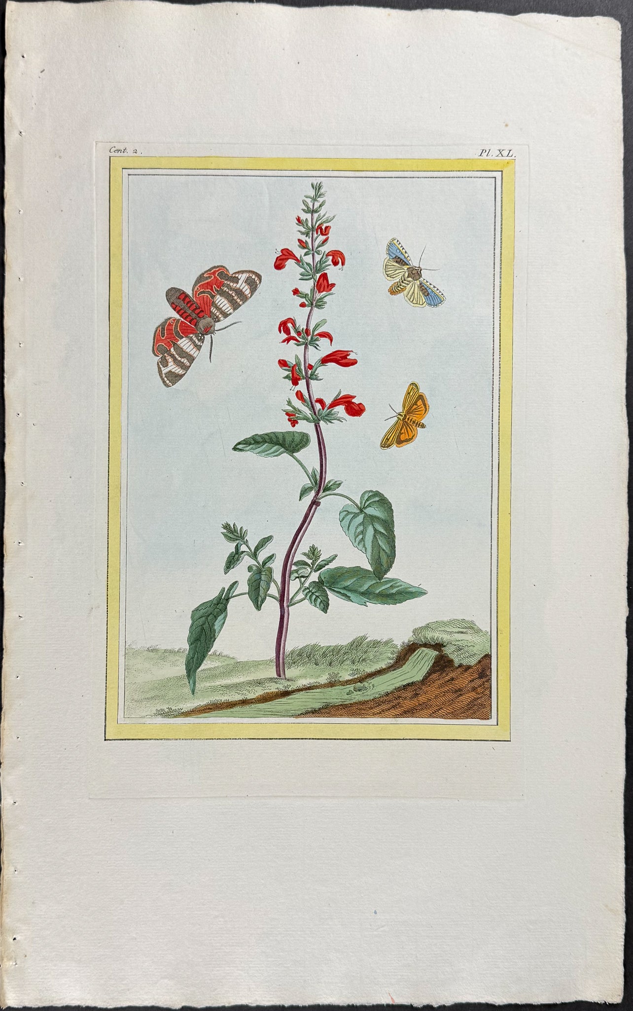 Scarlet Sage & Moths