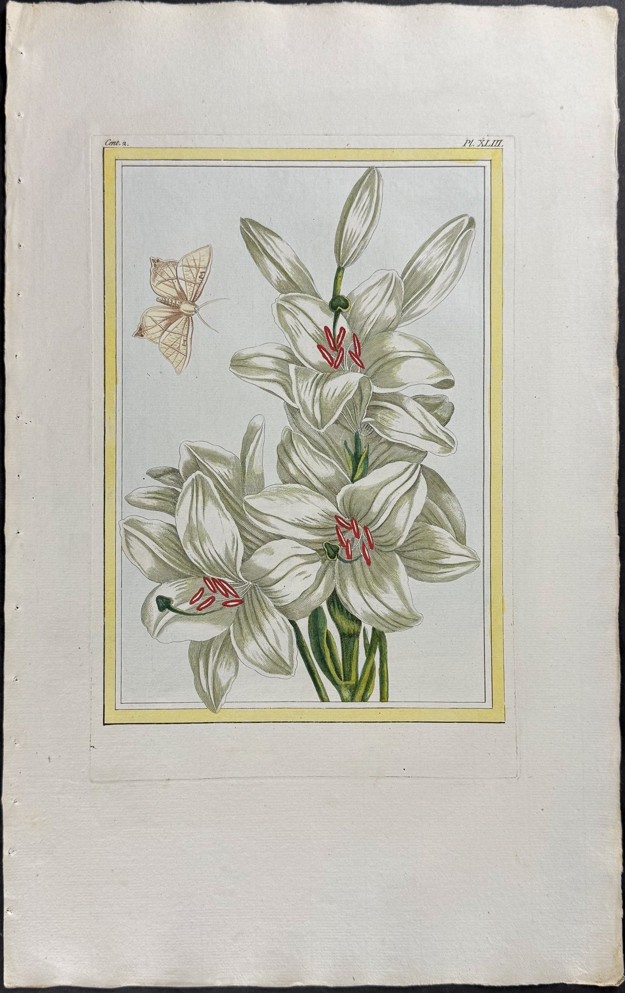 Lily & Moth