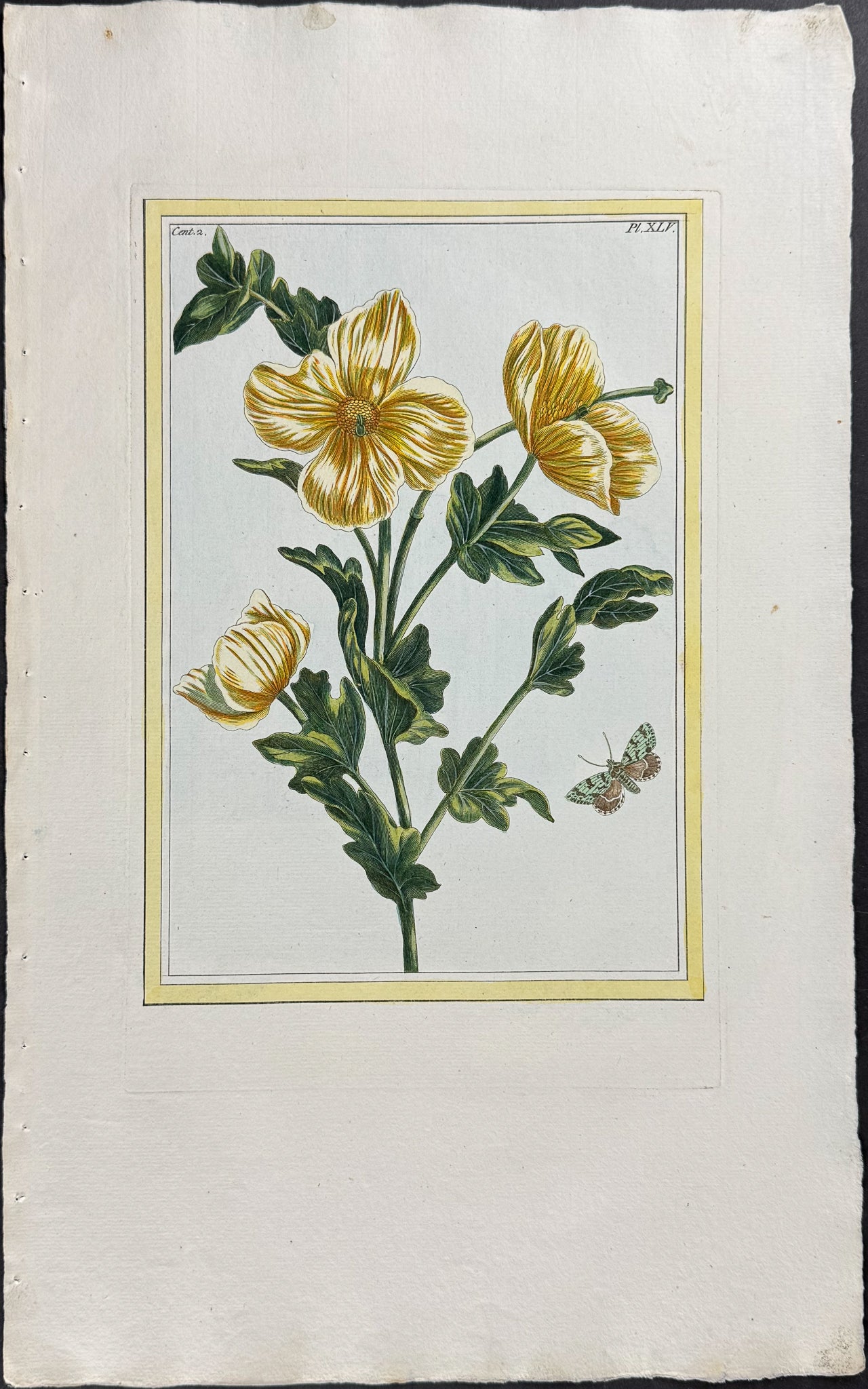 Horned Poppy