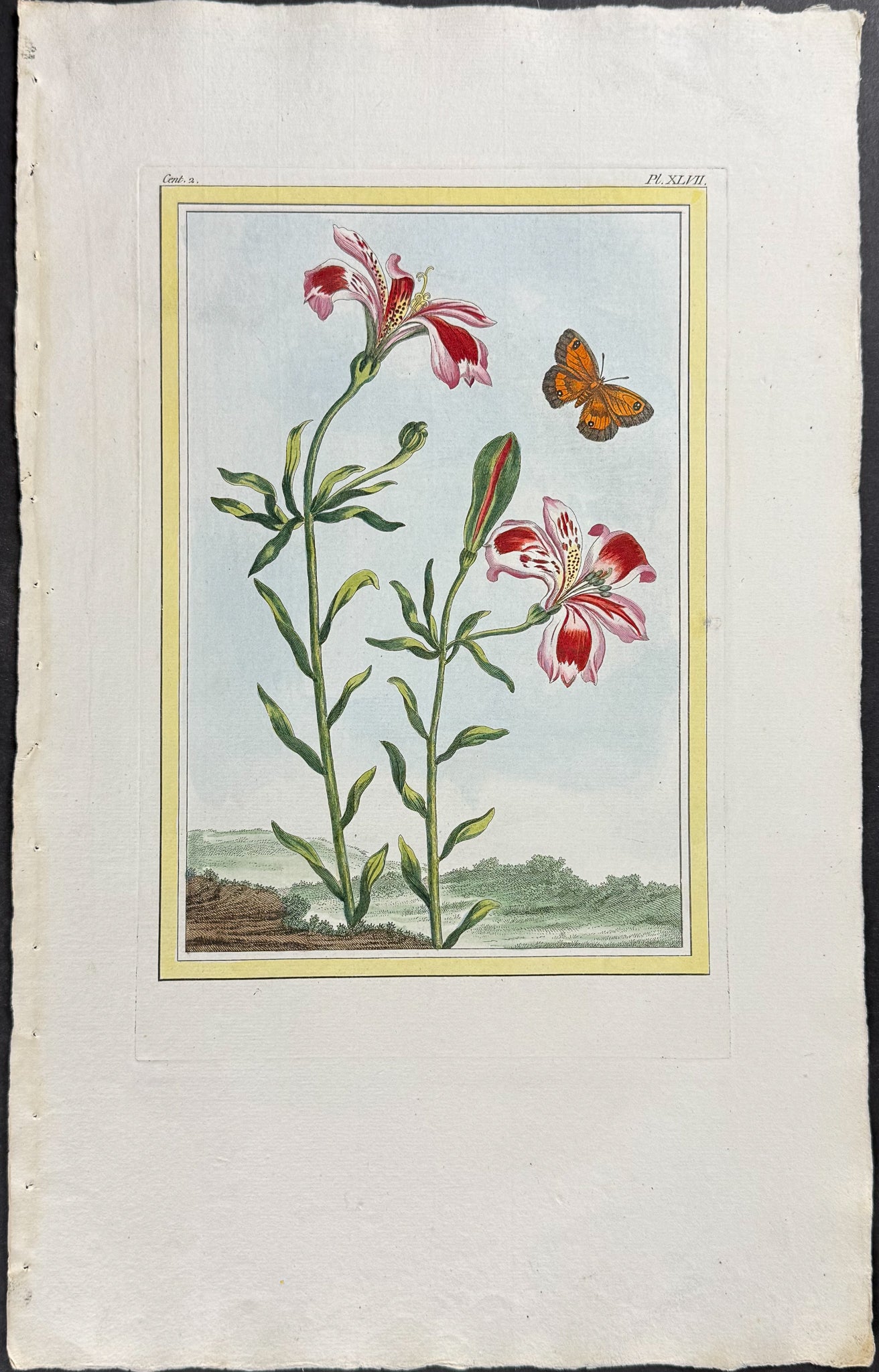 Lily & Butterfly