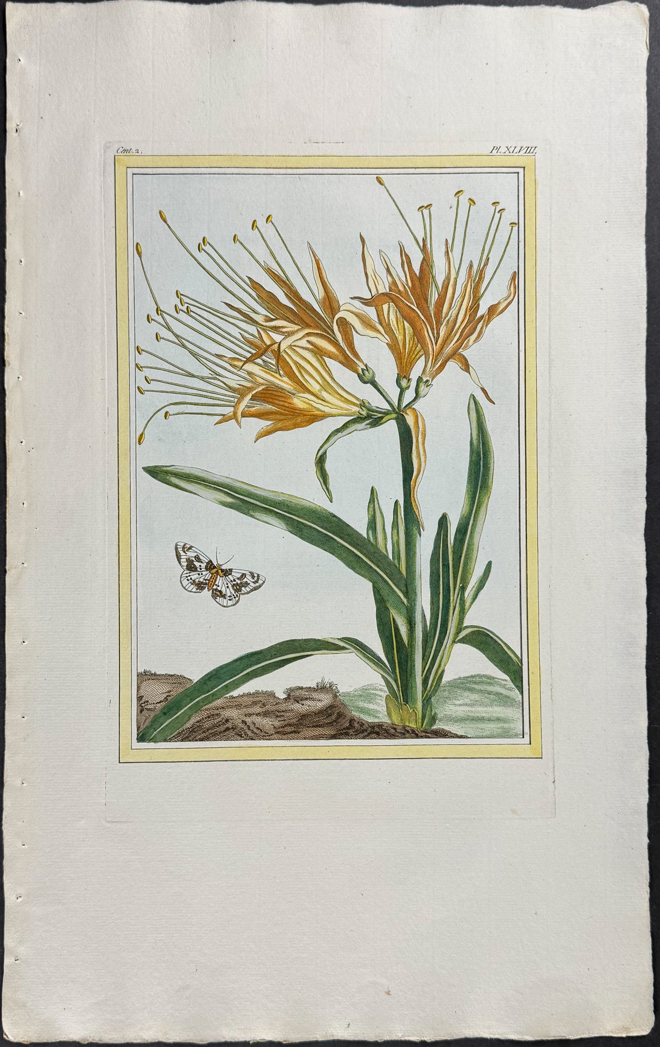 Yellow Spider Lily & Moth
