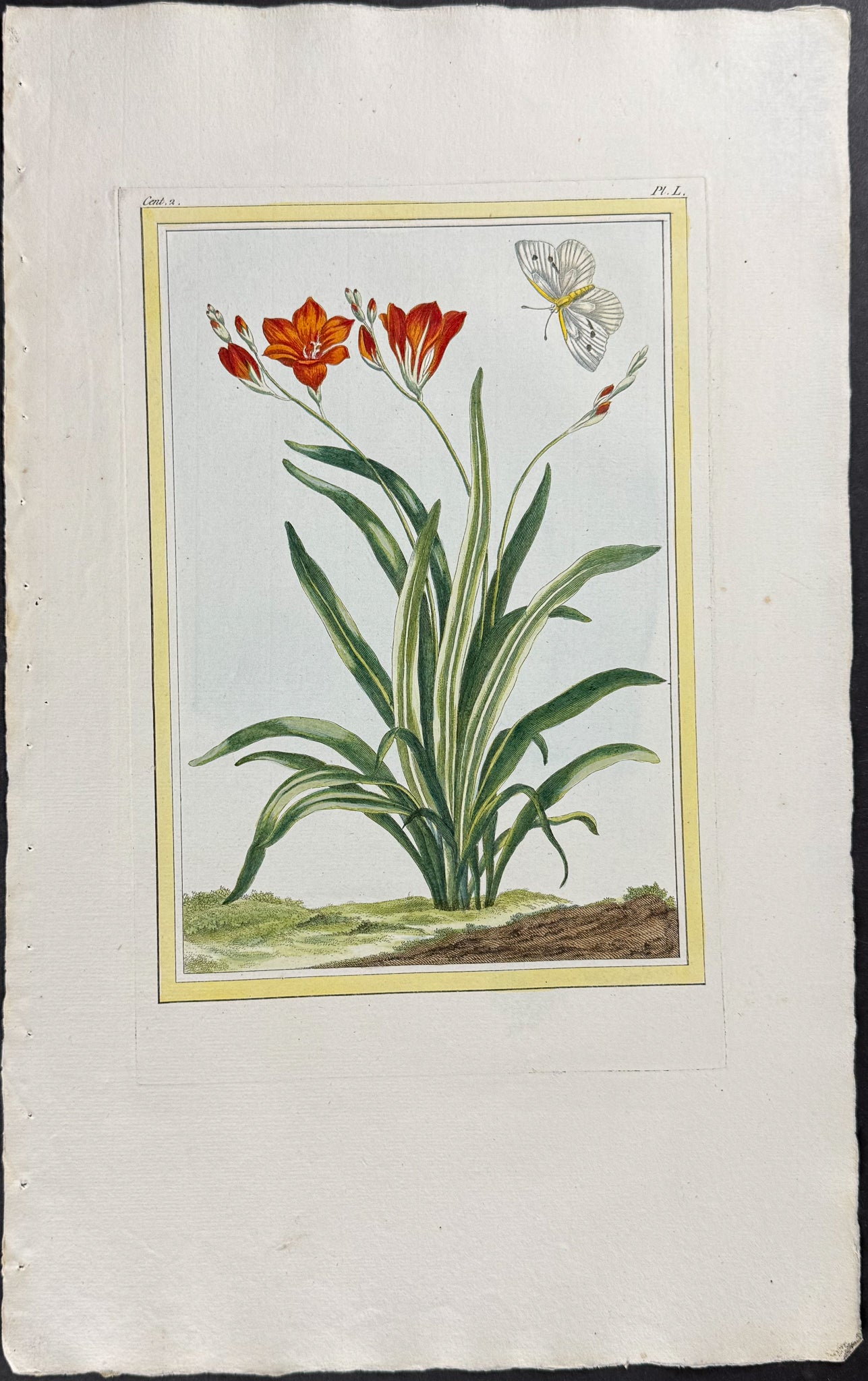Lily & Moth
