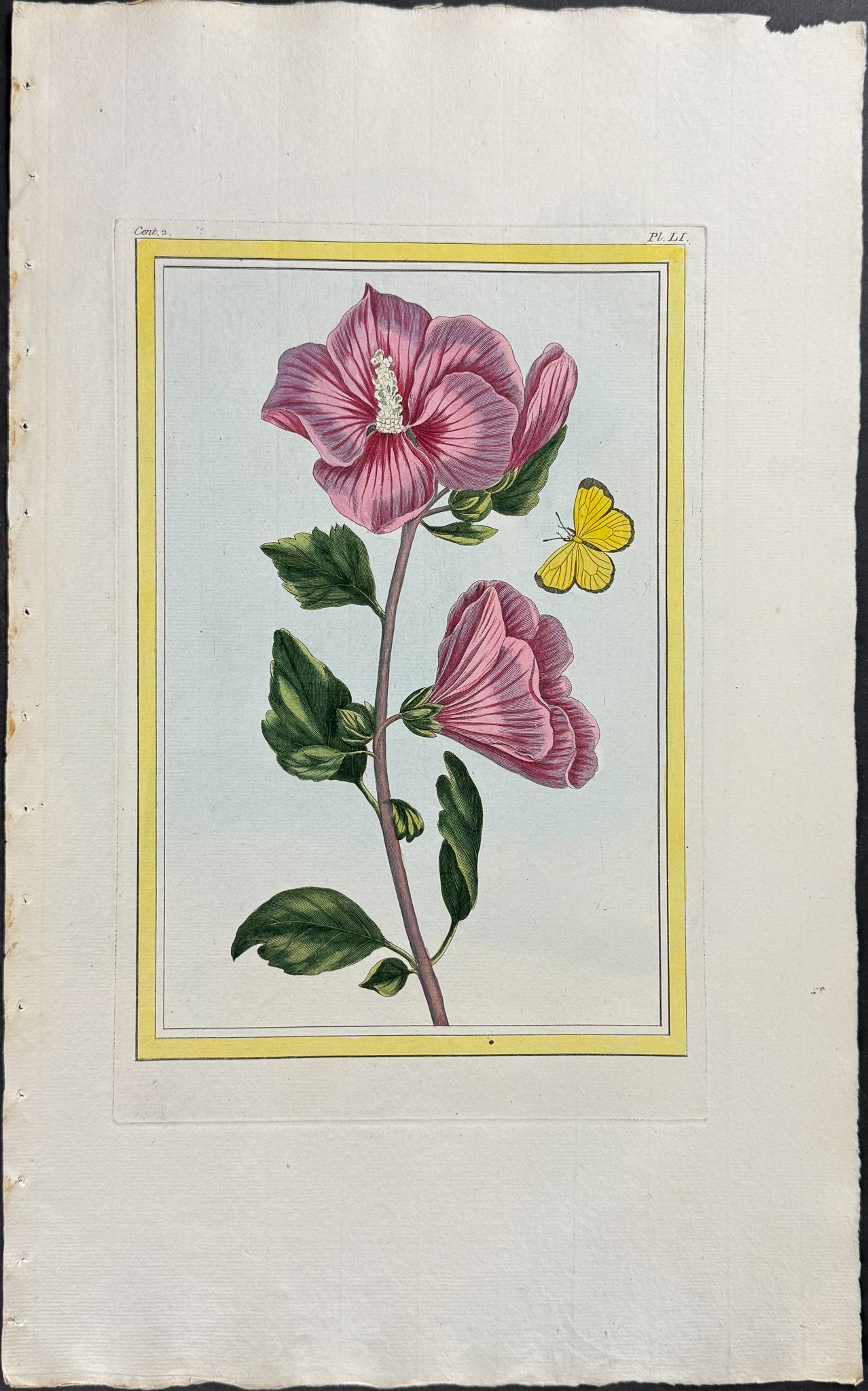 Hollyhock (Alcea) & Butterfly