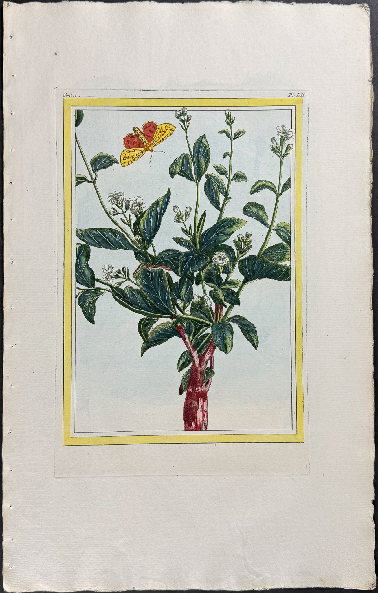 Botanical & Moth