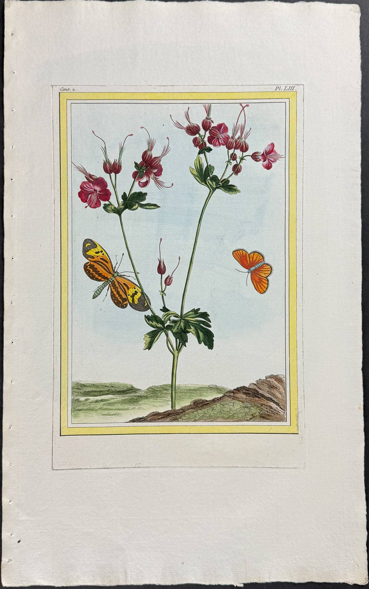 Musk Stork's-bill & Insects