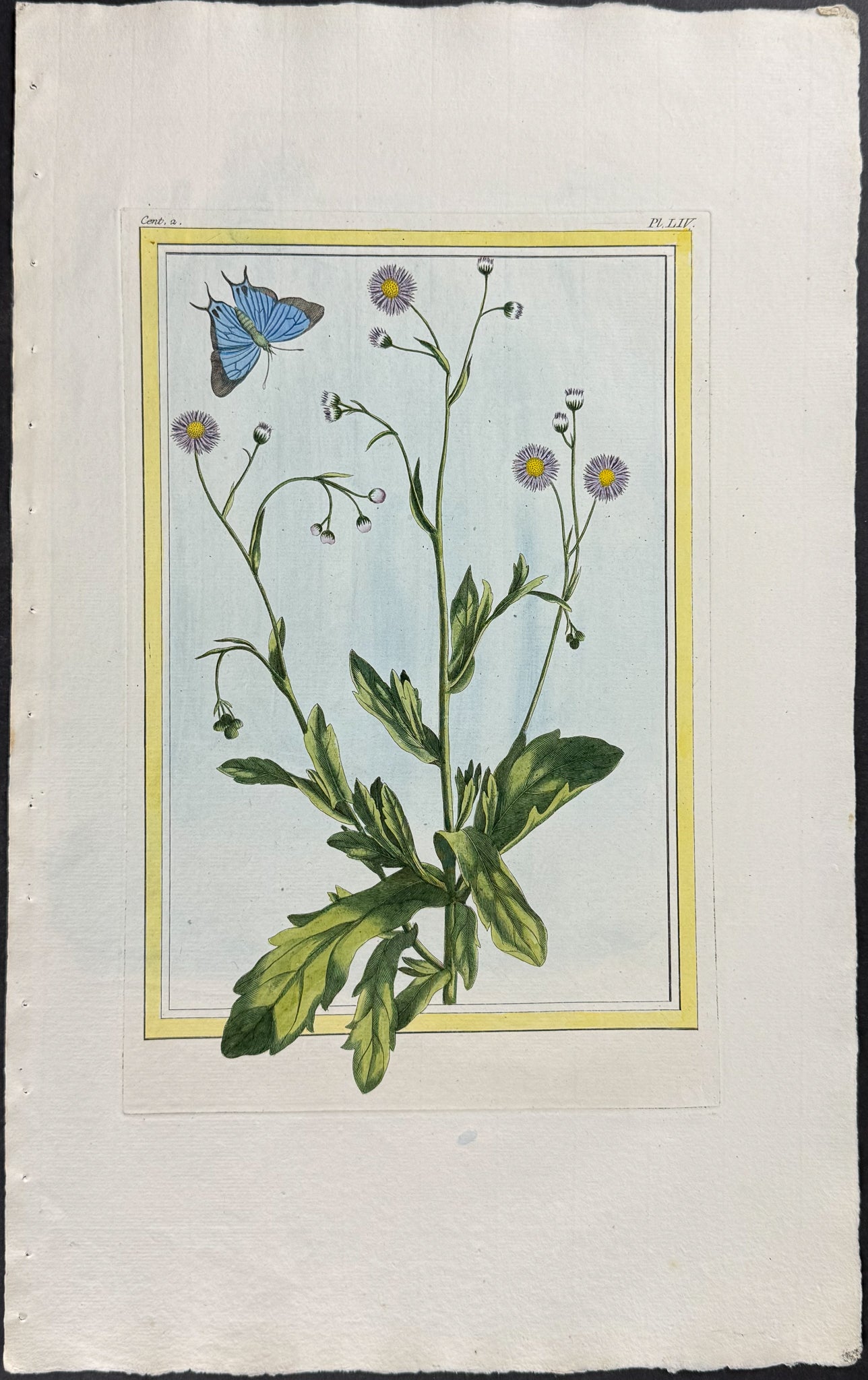 Botanical & Butterfly