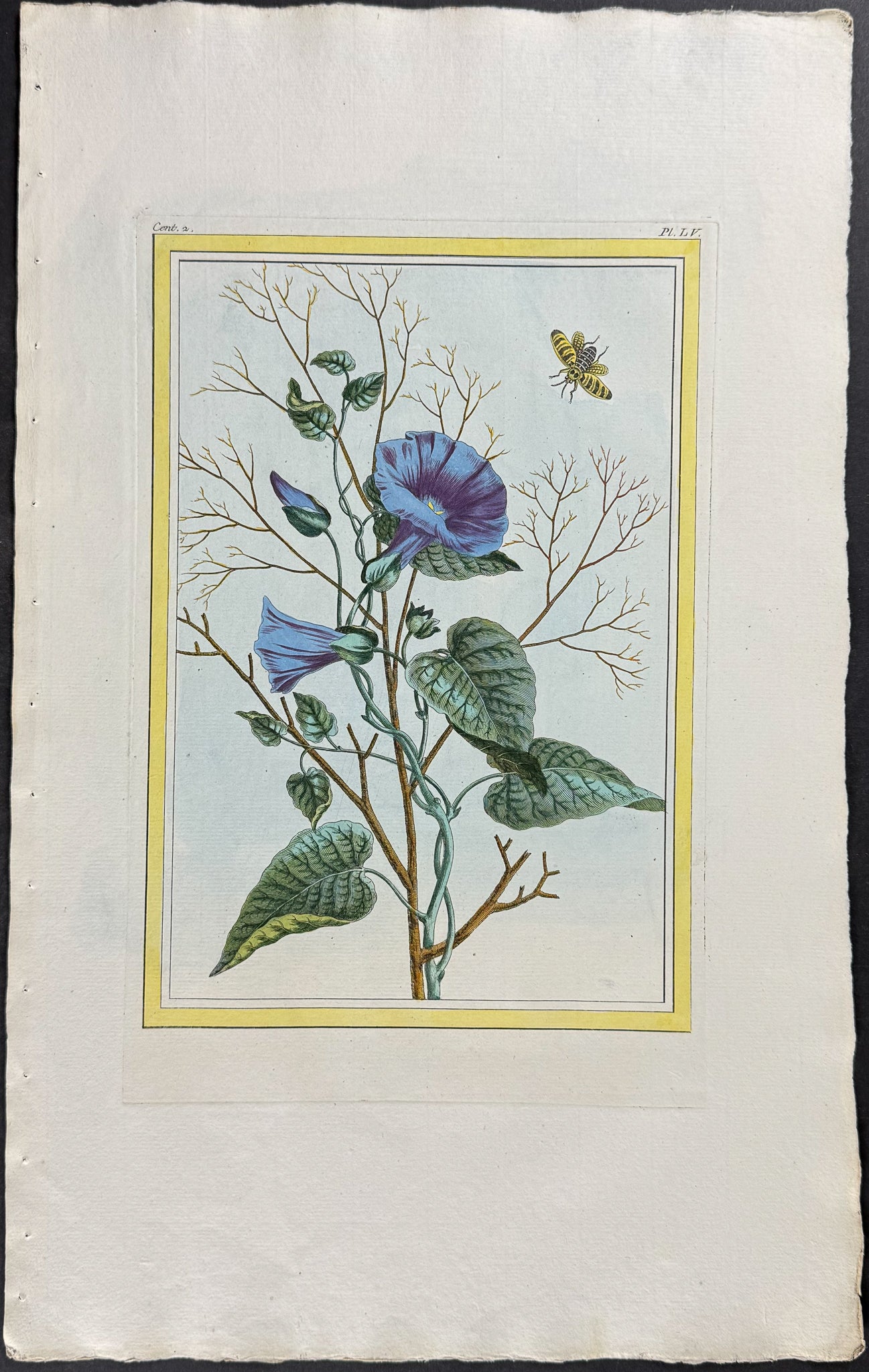 Bindweed (Convolvulus) & Insect