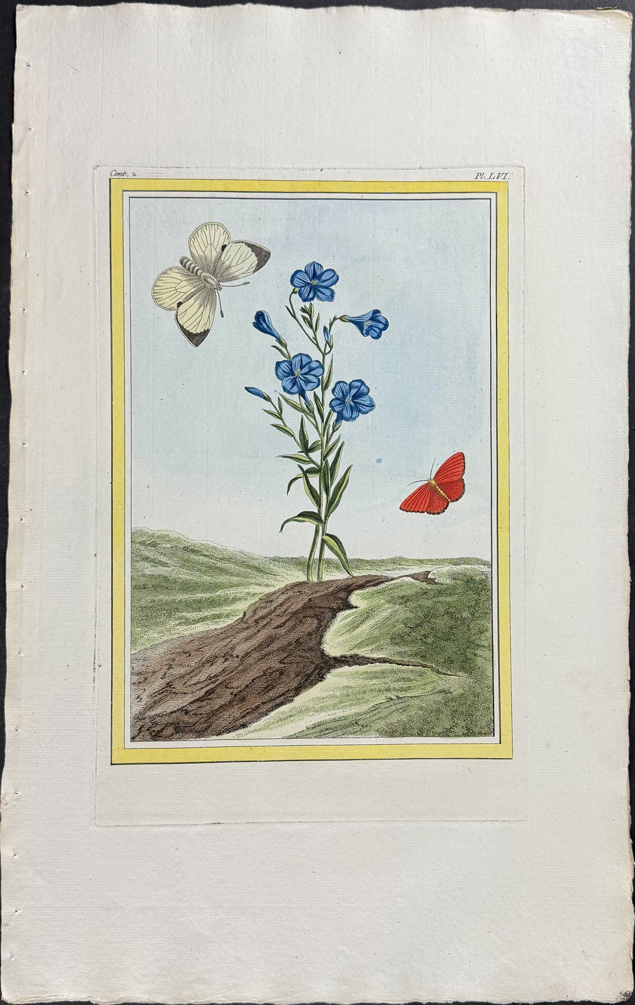 Prairie Flax & Moths