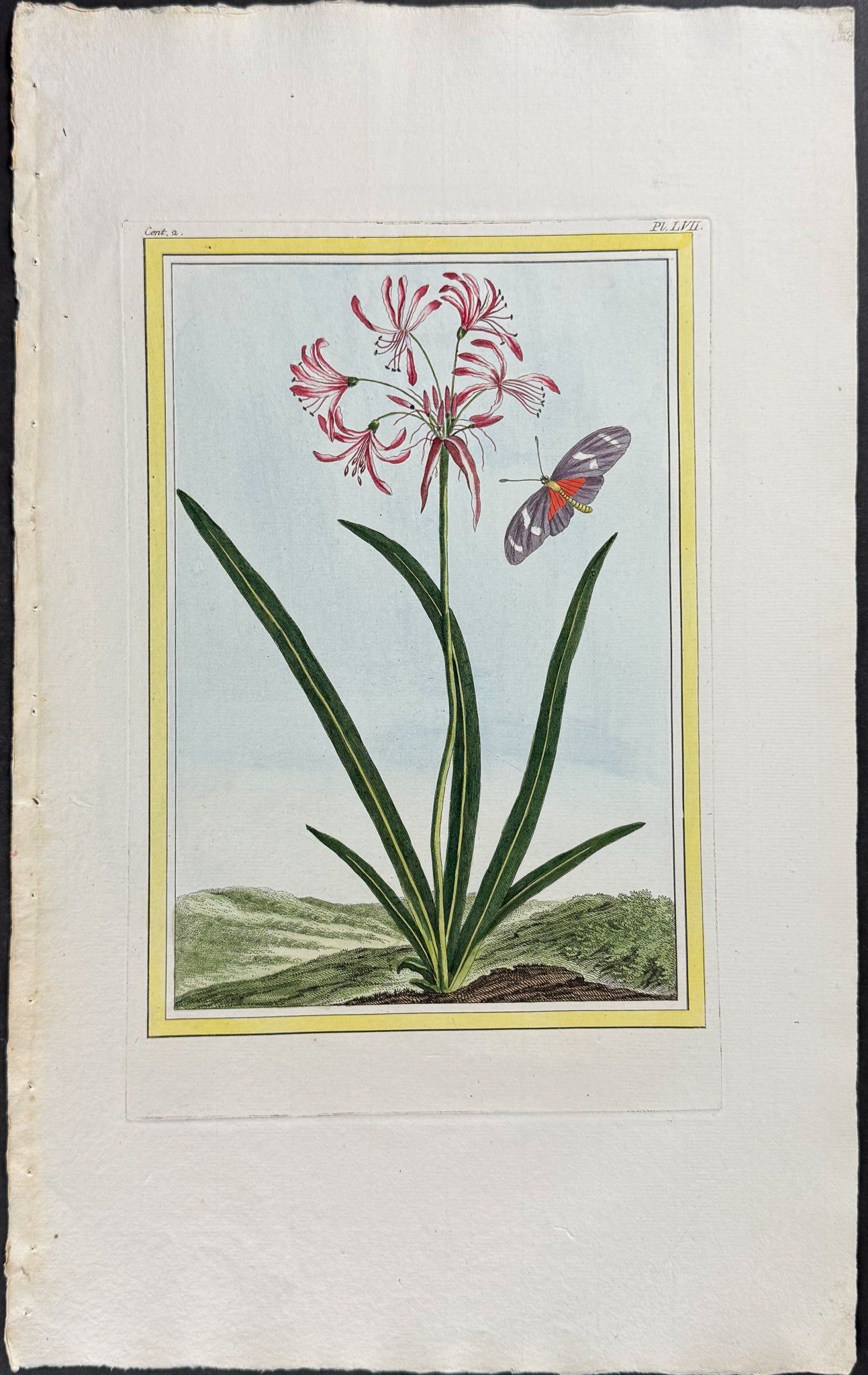 Amaryllis & Moth