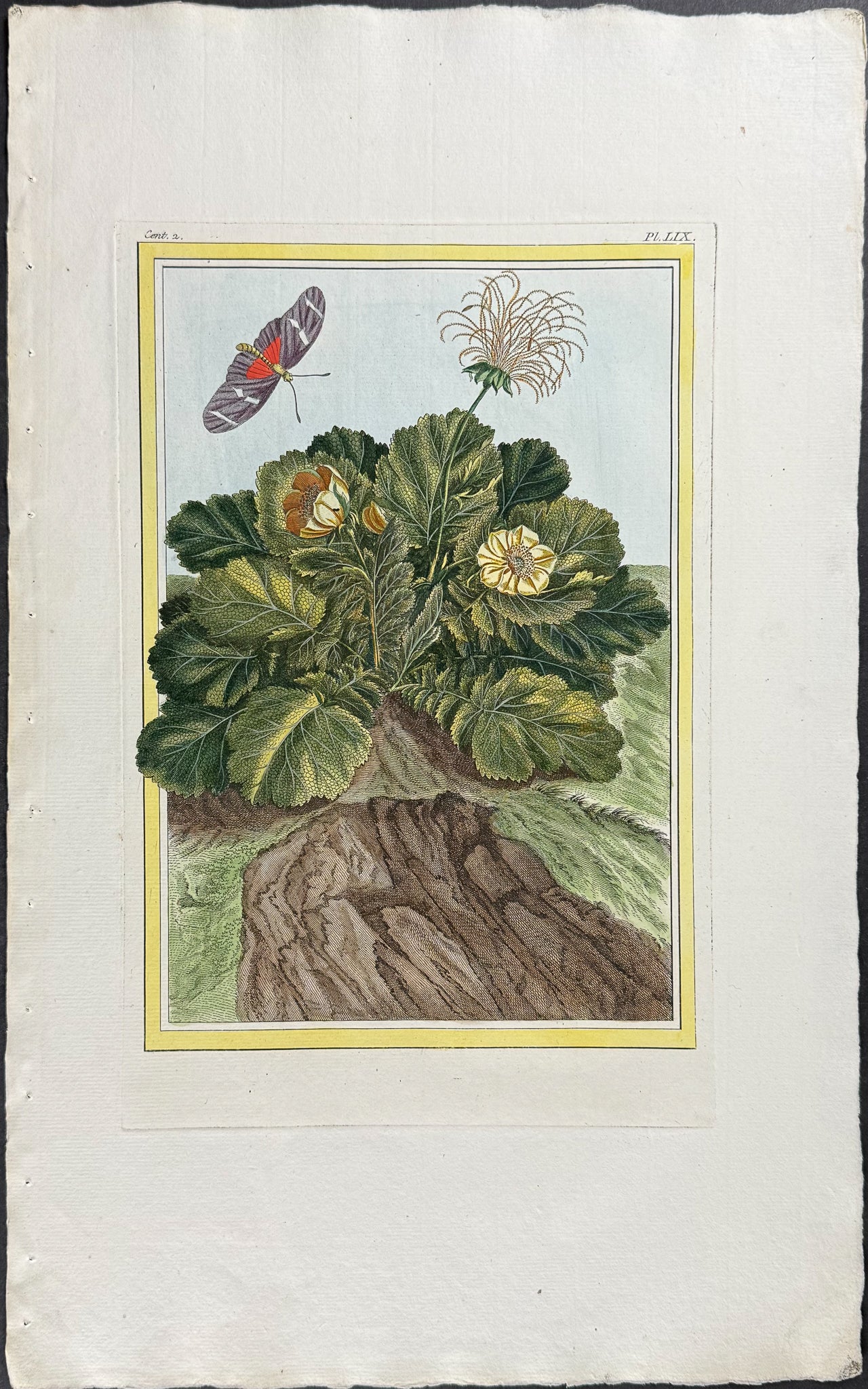 Botanical & Moth
