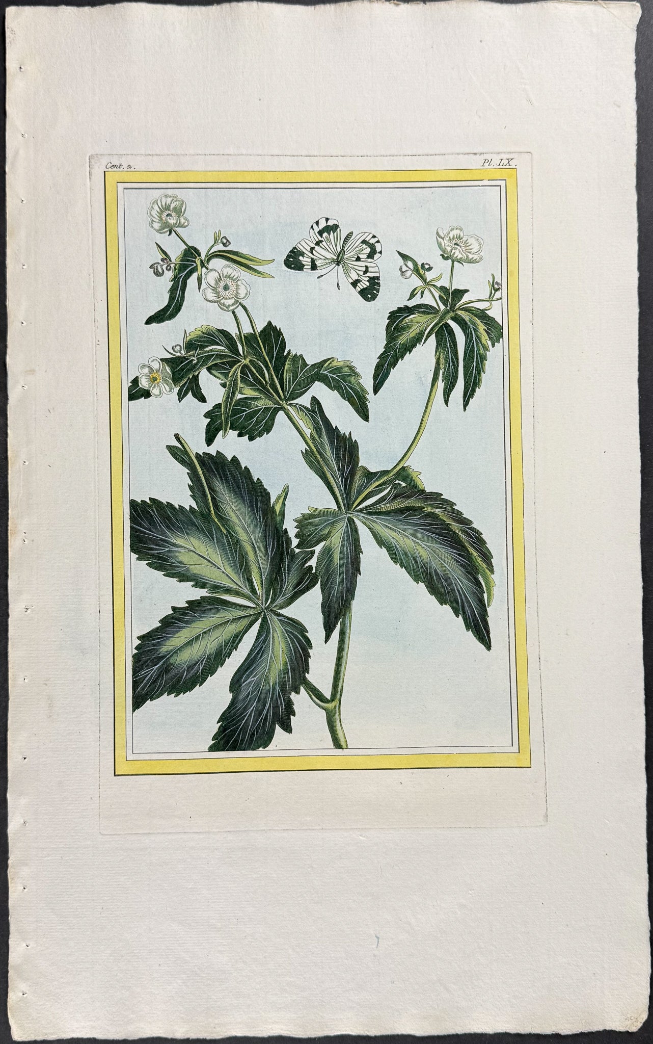 Botanical & Butterfly