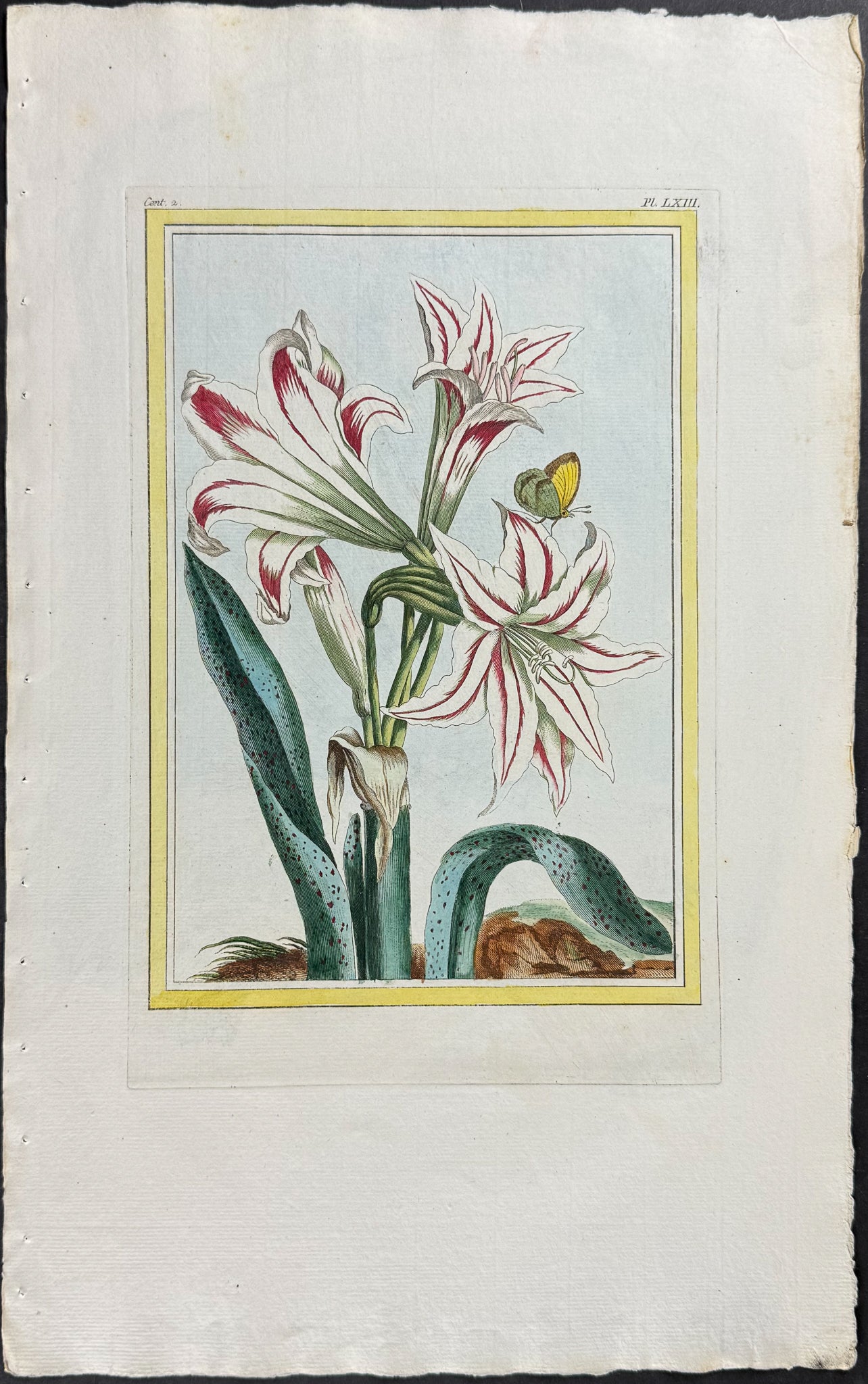 Amaryllis & Moth