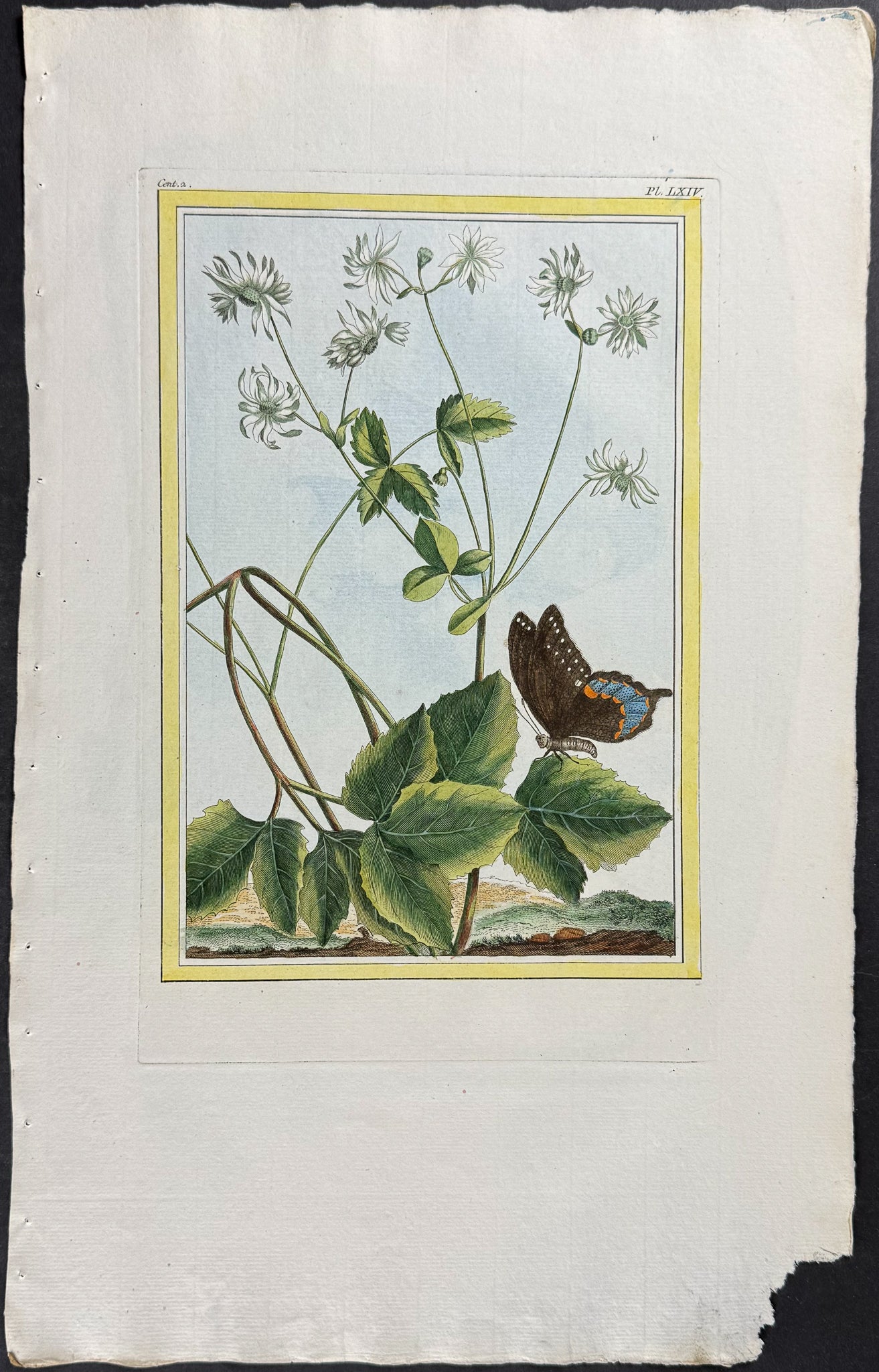 Botanical & Butterfly