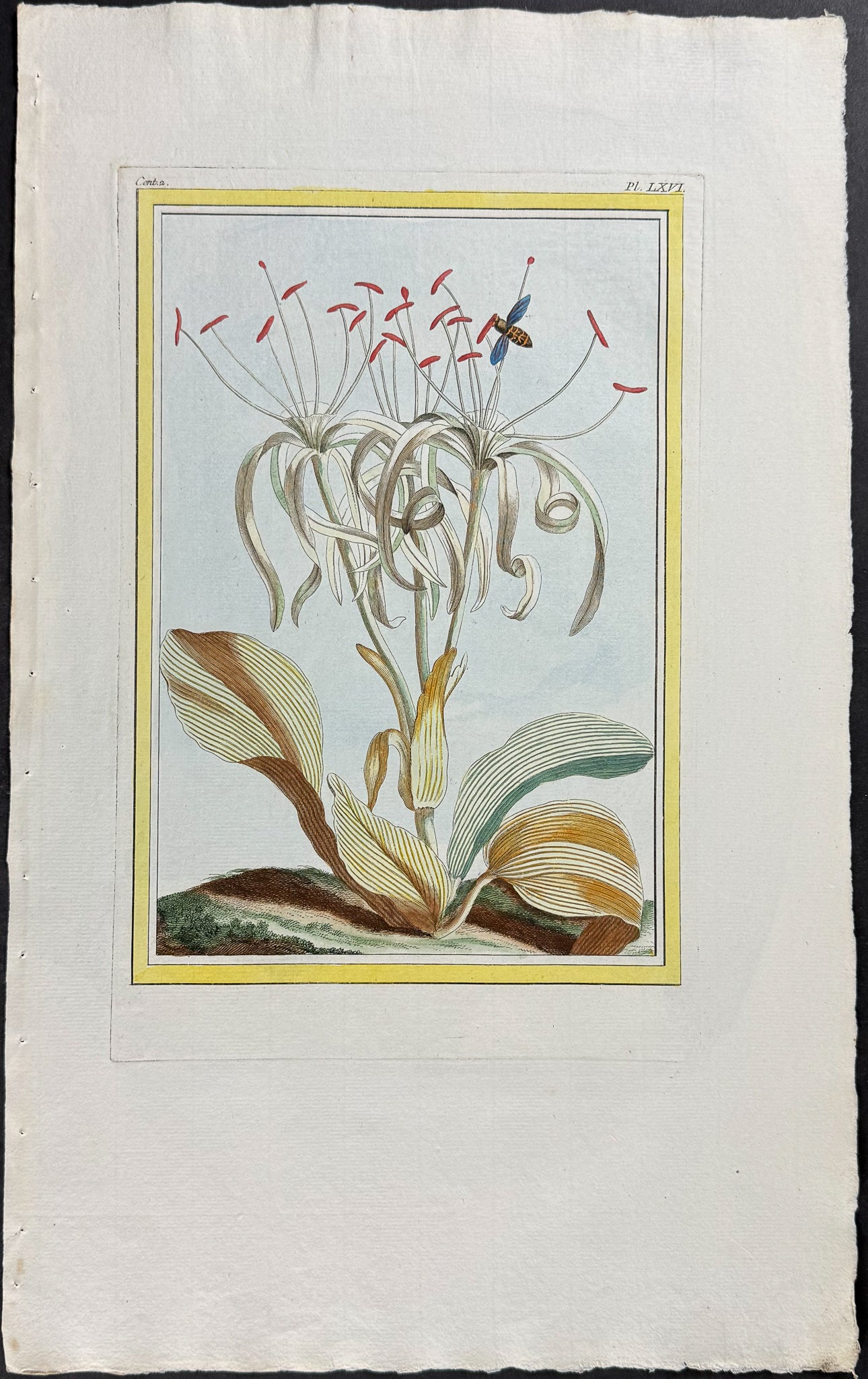 Sea Daffodil & Insect
