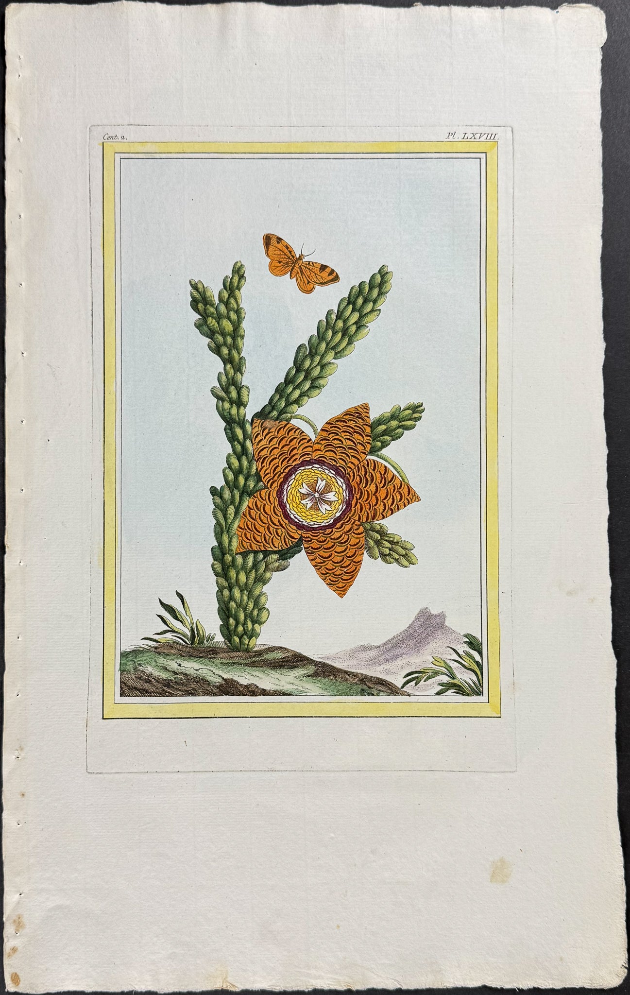 Carrion Flower (Stapelia gigantea) & Moth