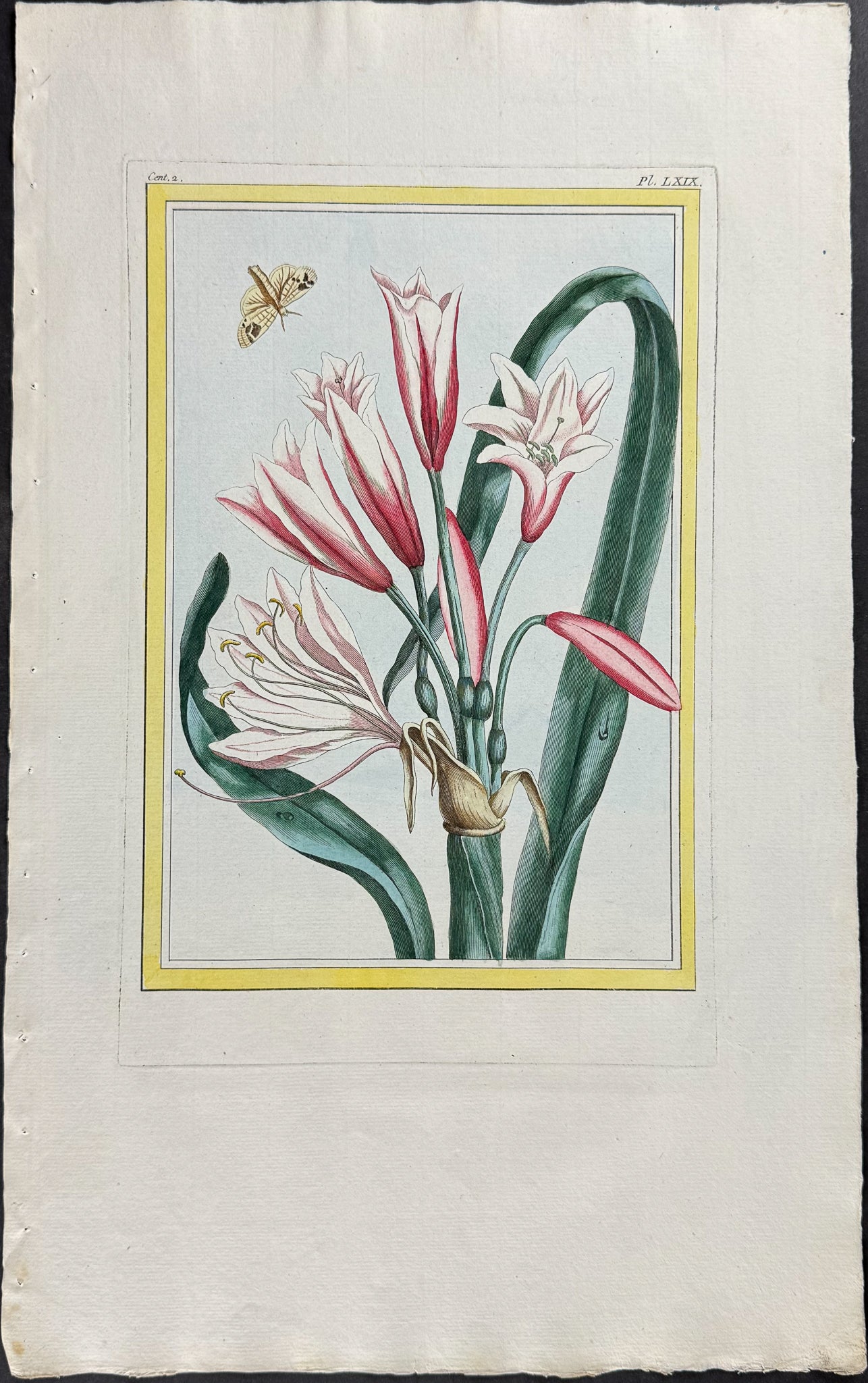 Amaryllis & Moth
