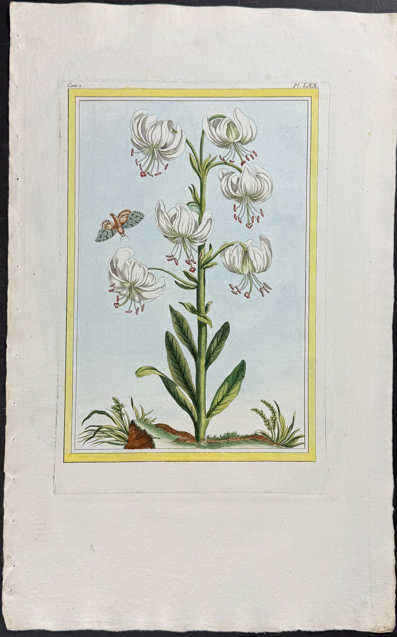 Lily & Moth