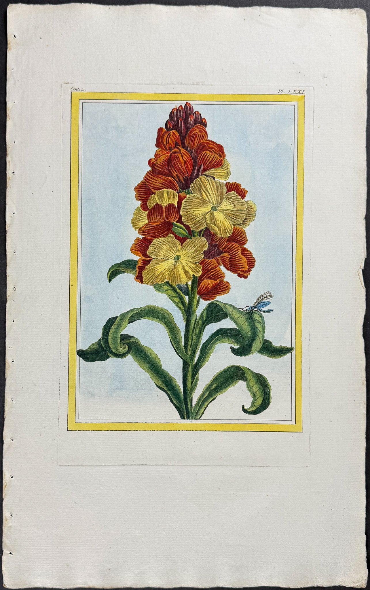 Wallflower & Insect