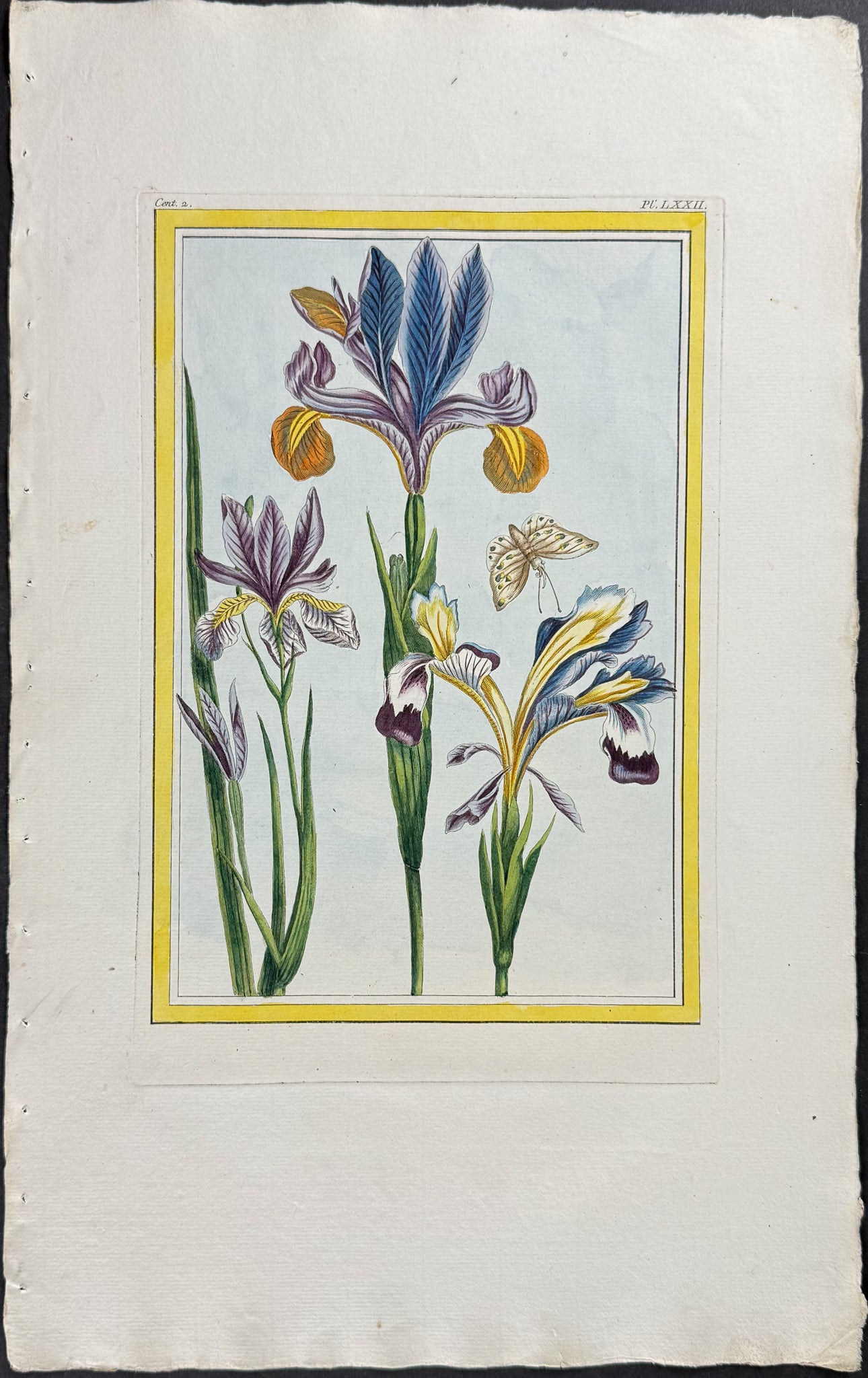 Iris & Moth