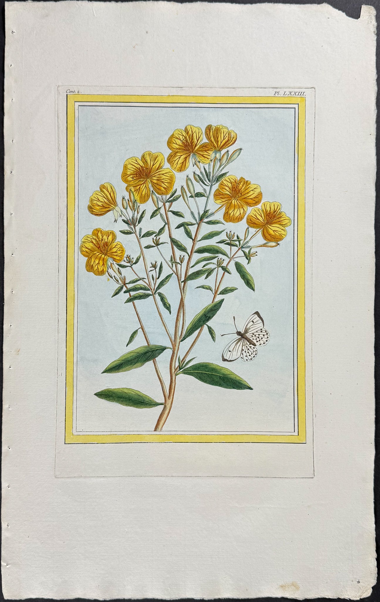Primrose & Moth