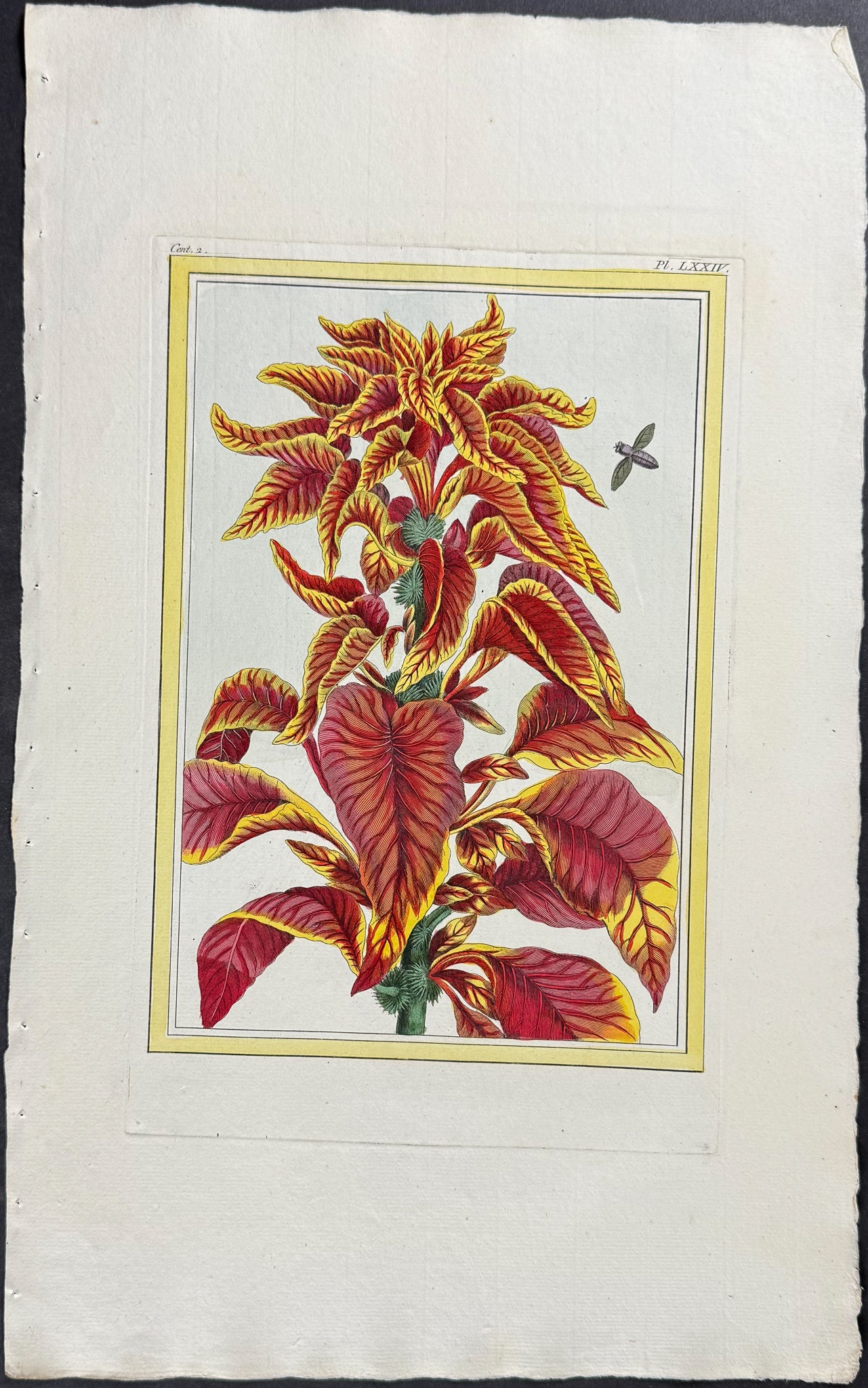Amaranth & insect