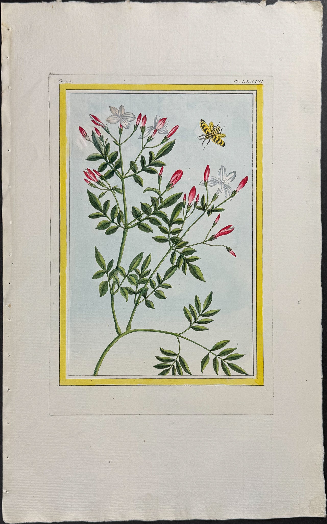 Jasmine & Insect