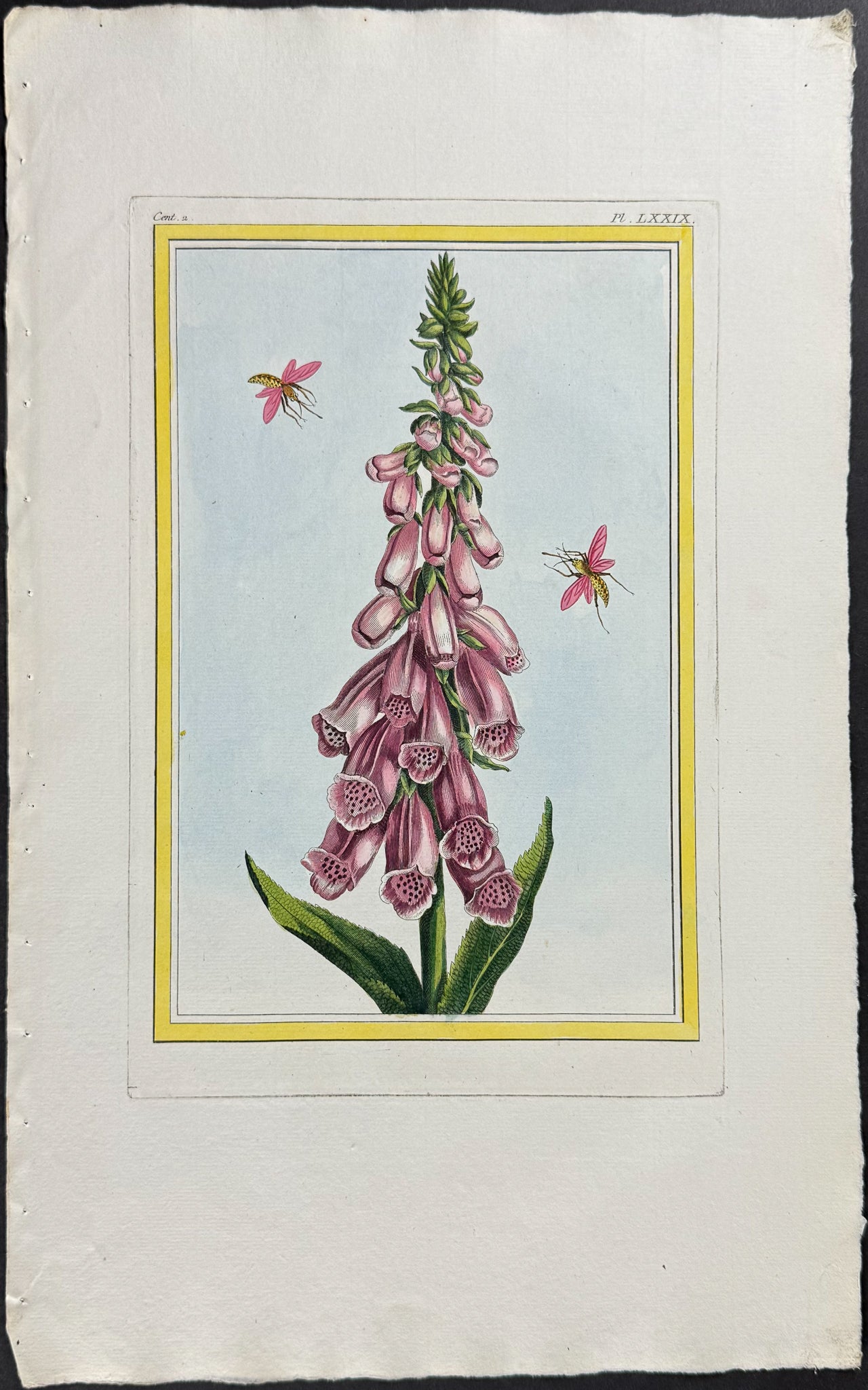 Foxglove & Insects