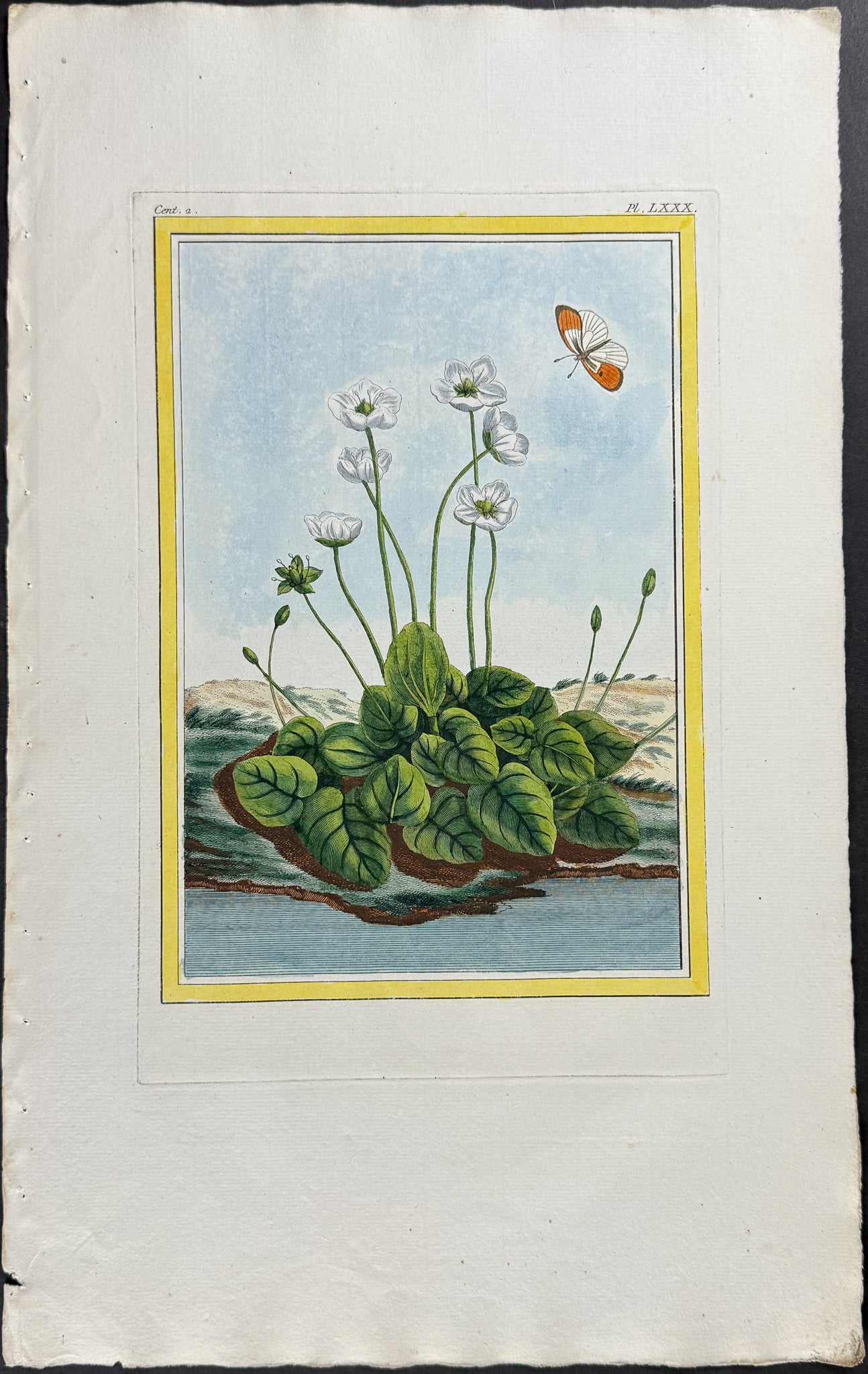 Marsh Grass & Insect