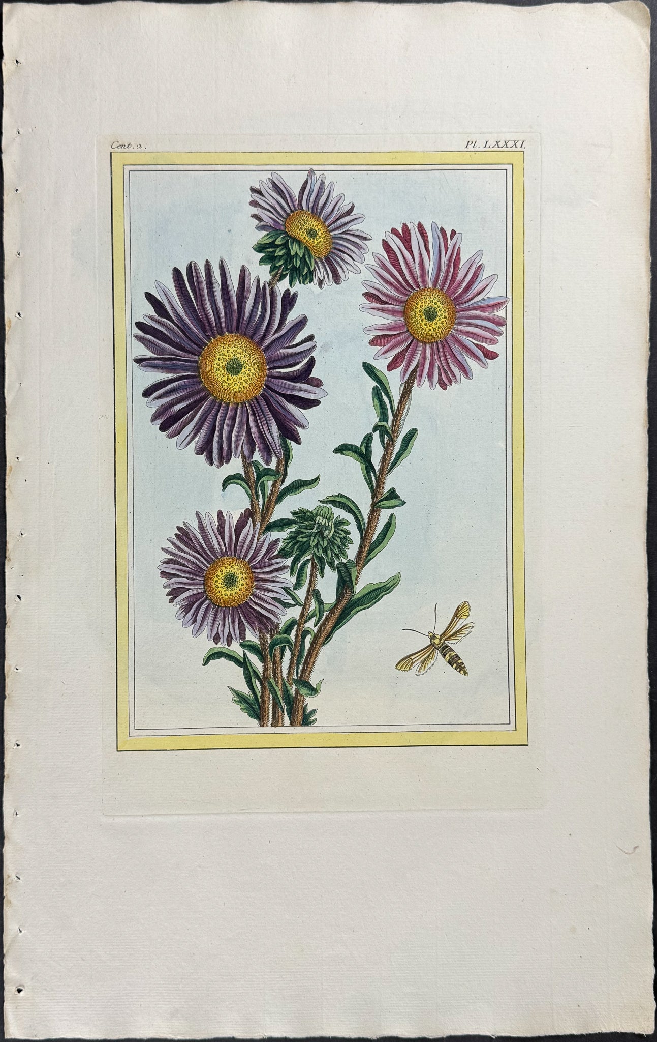 Livingstone Daisy & Insect