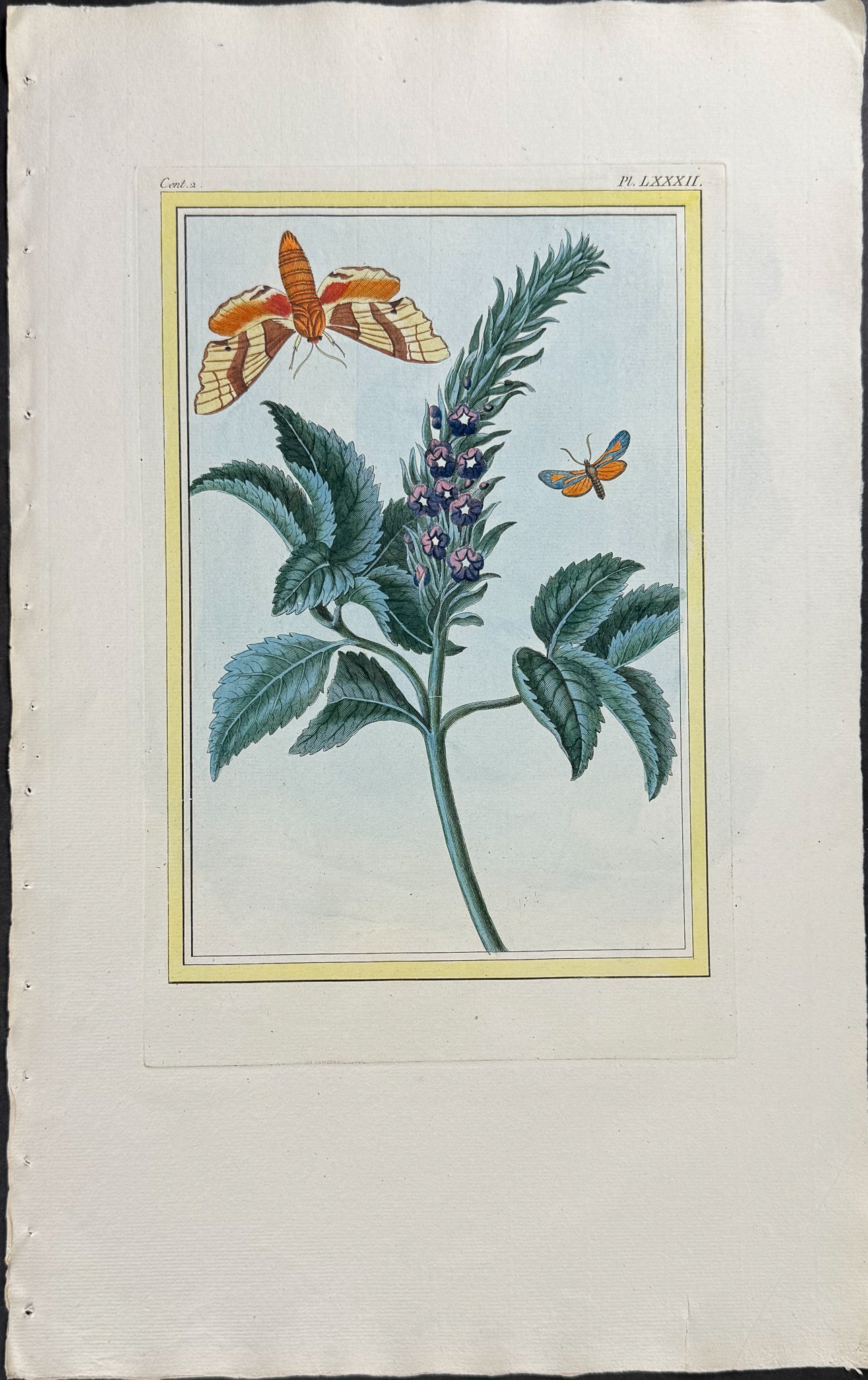 Botanical & Insects