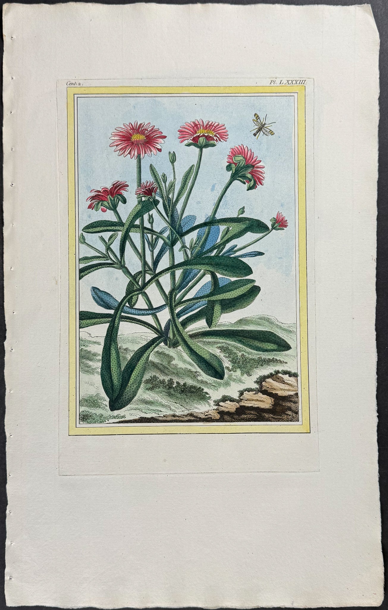 Botanical & Insects