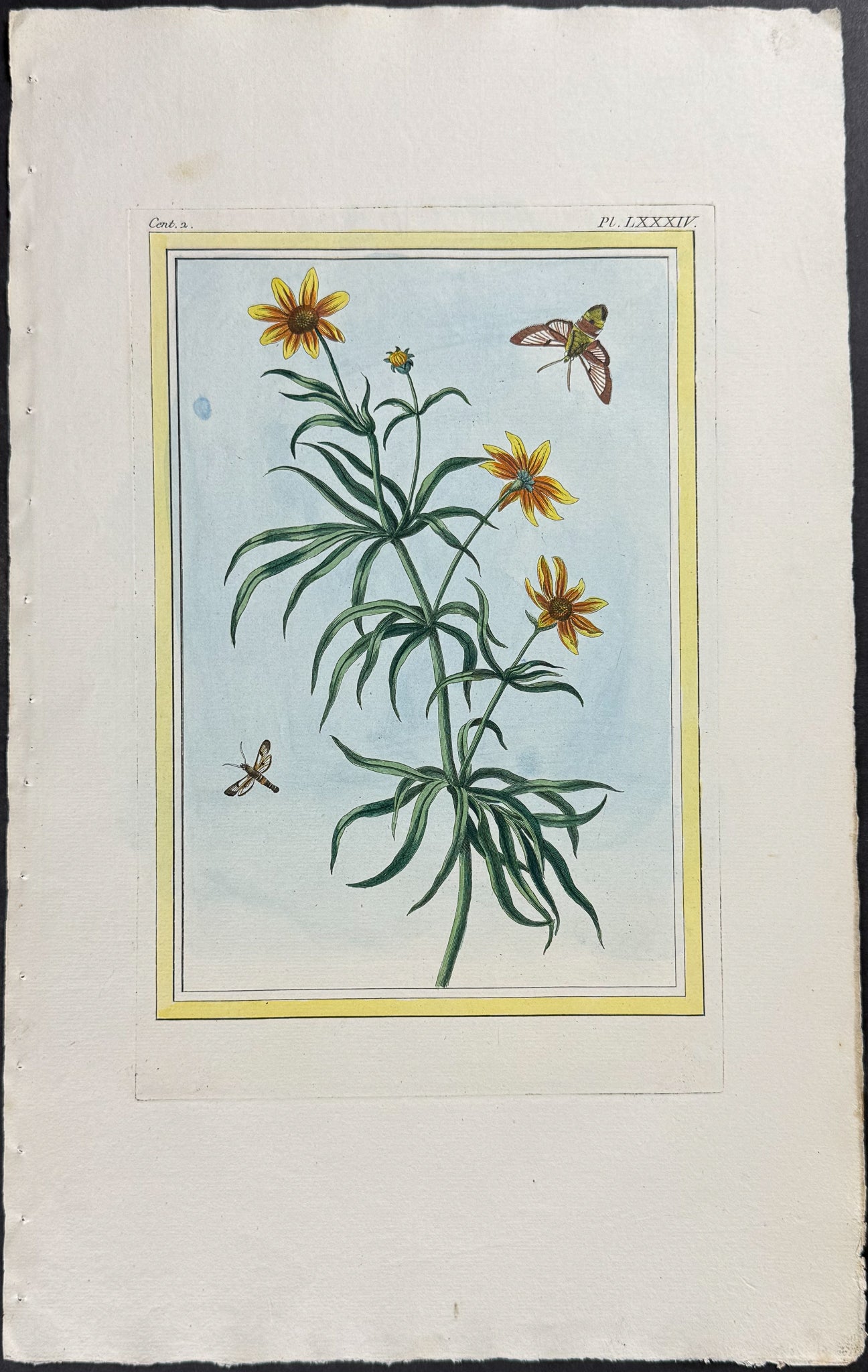 Botanical & insects