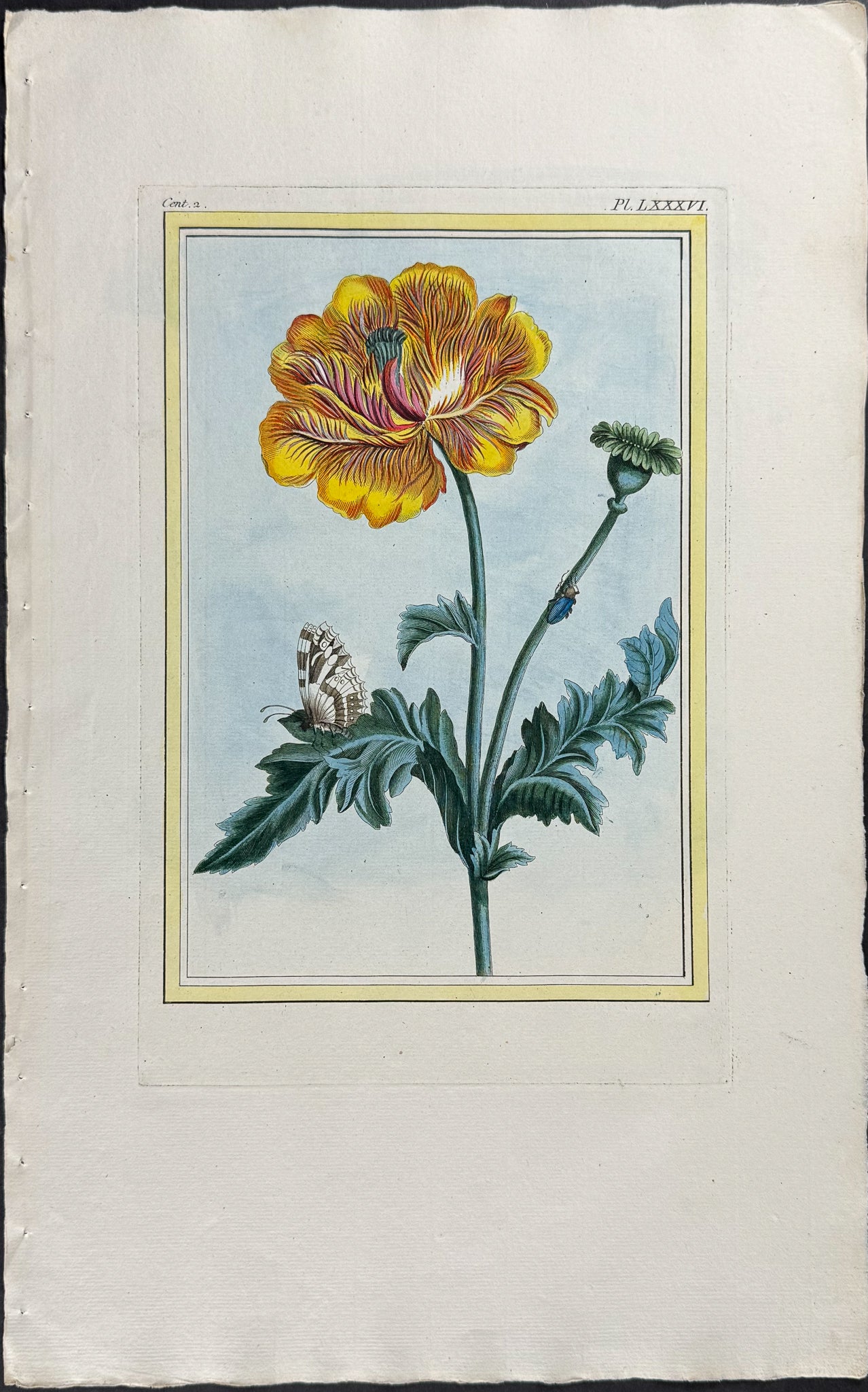 Buttercup & Butterfly