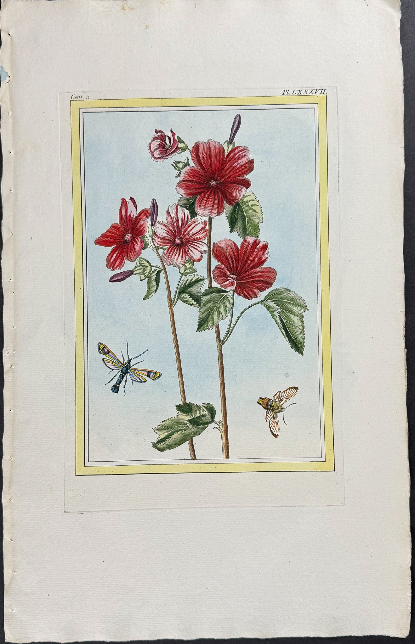 Rose Mallow & Insects