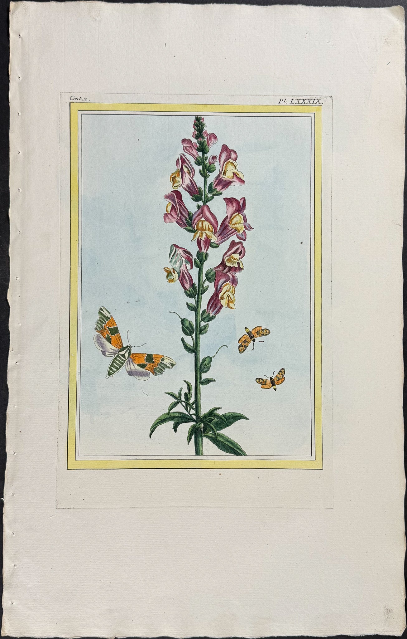 Botanical & Moths