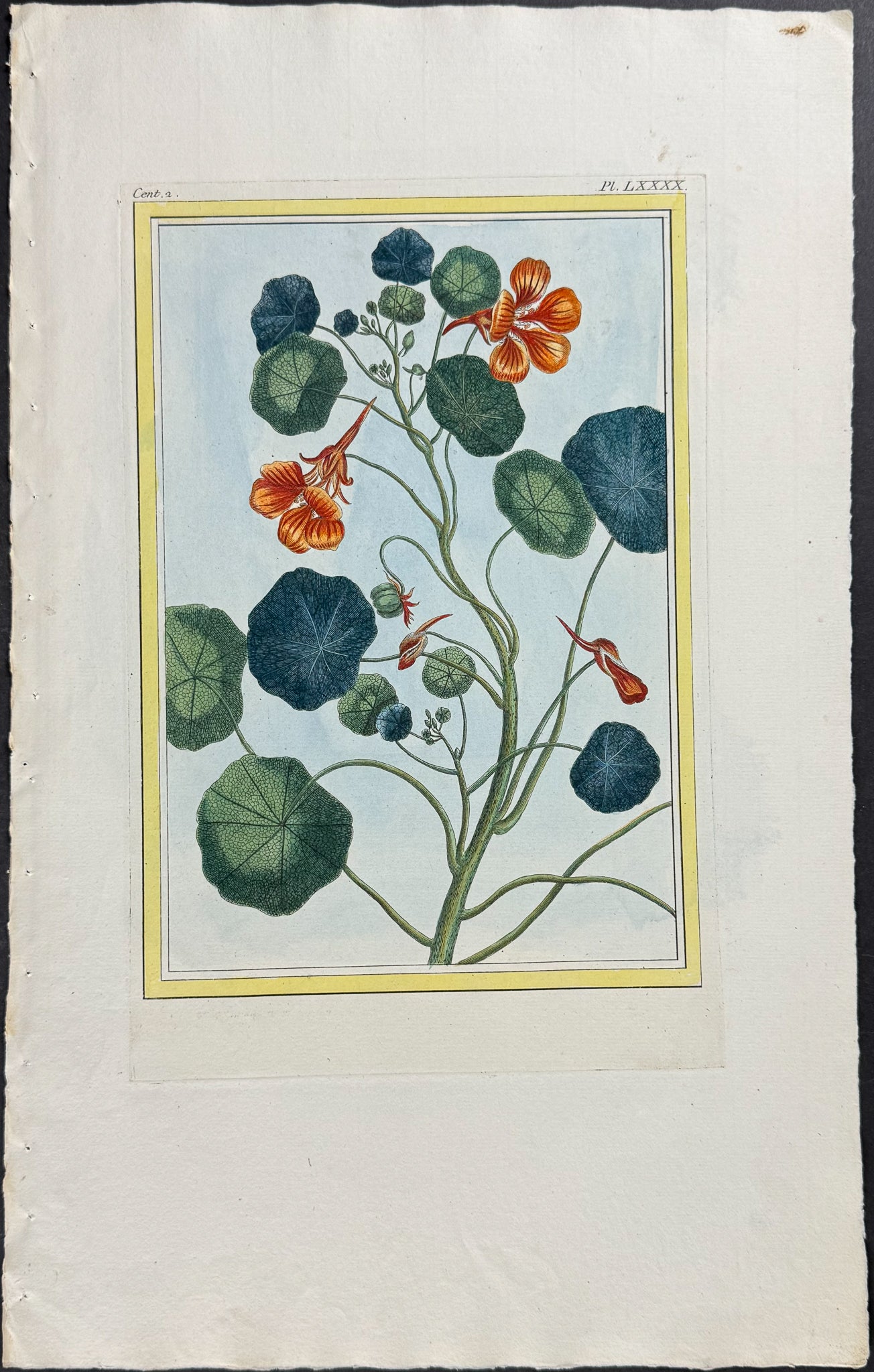 Nasturtium