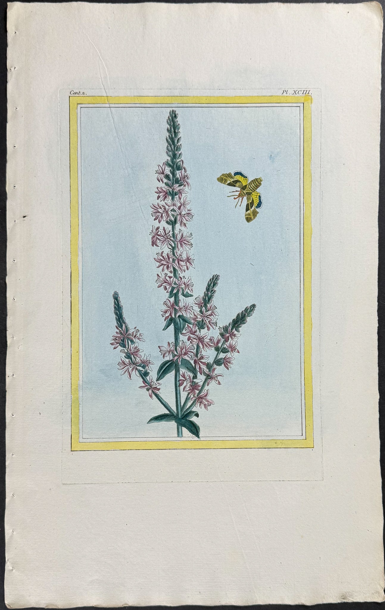 Botanical & Insects