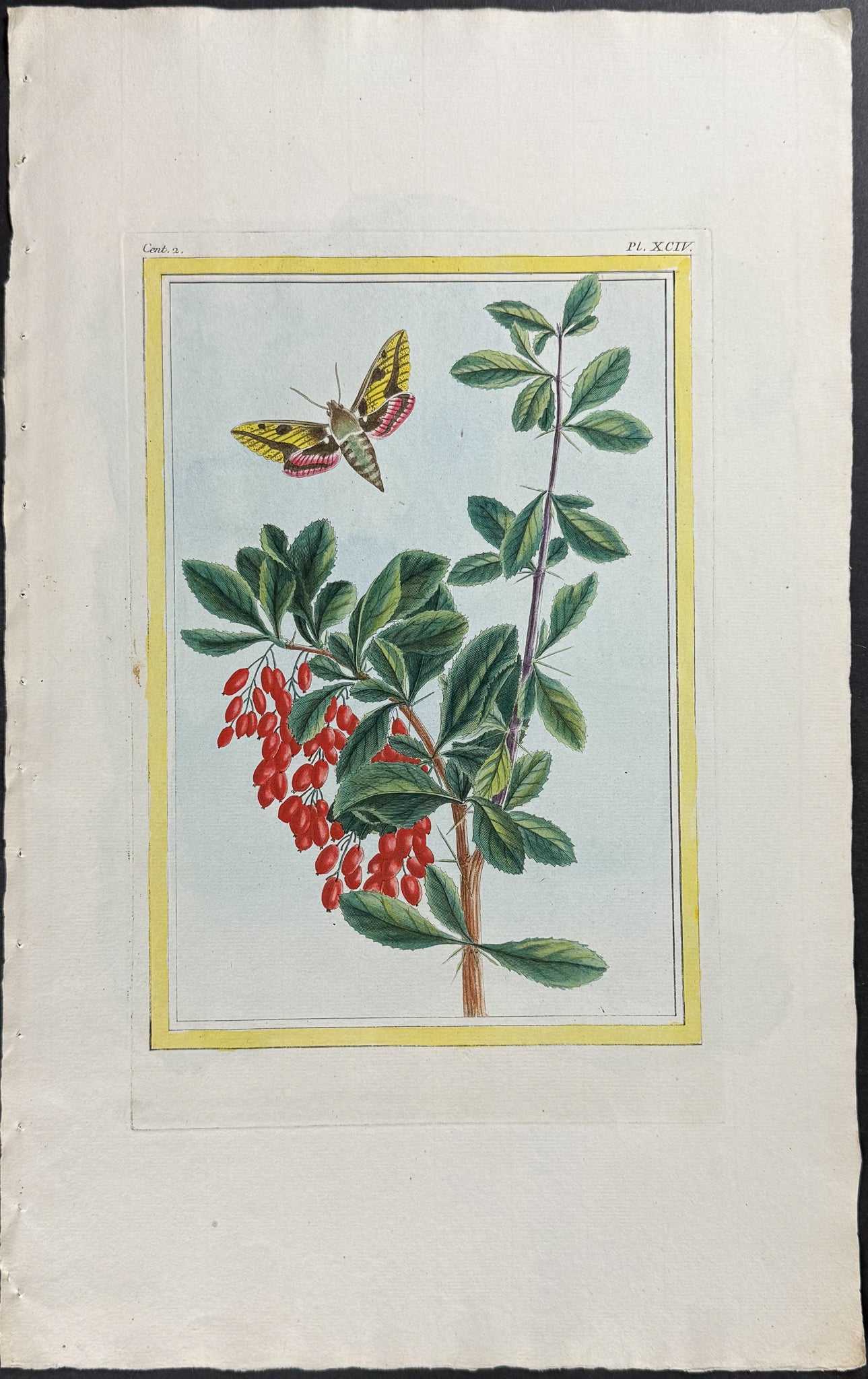 Botanical & Insect