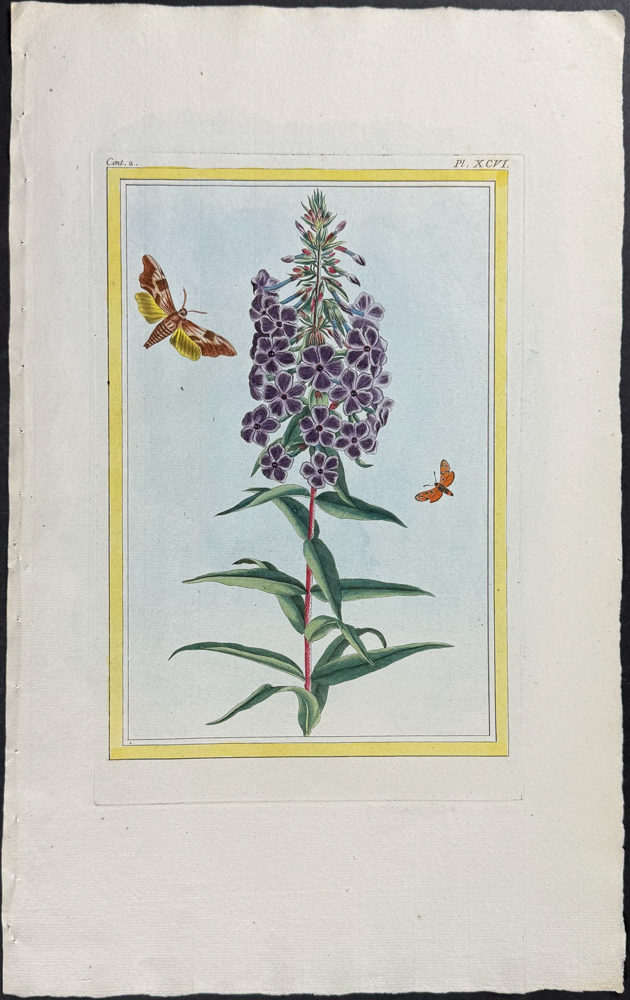 Botanical & Moth